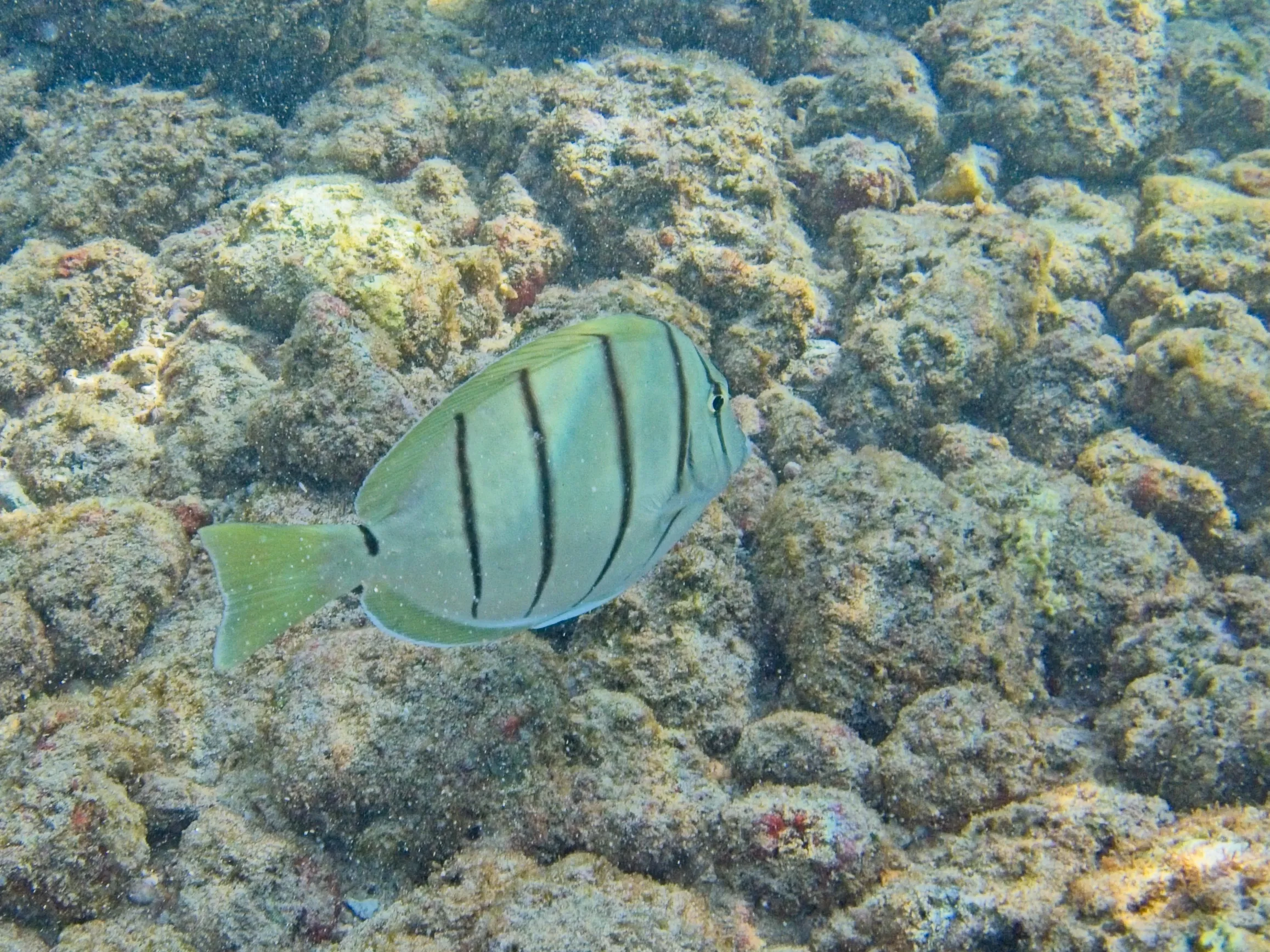 Convict Tang swimming right over textured reef rock at Poipu Beach, Kauai.