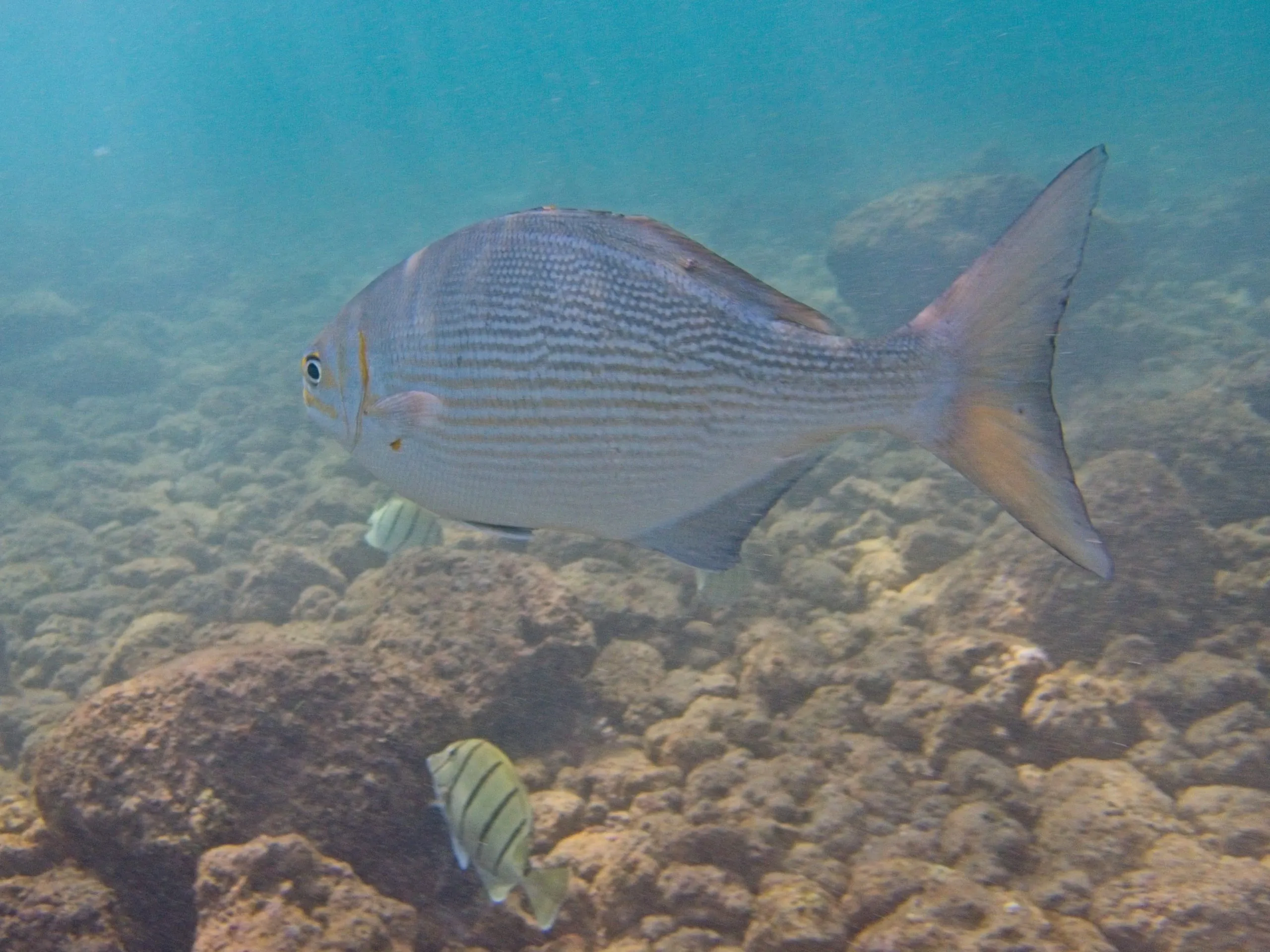 Lowfin chub, known as nenue, with horizontal stripes swimming over volcanic rock on Kauai, Hawaii.