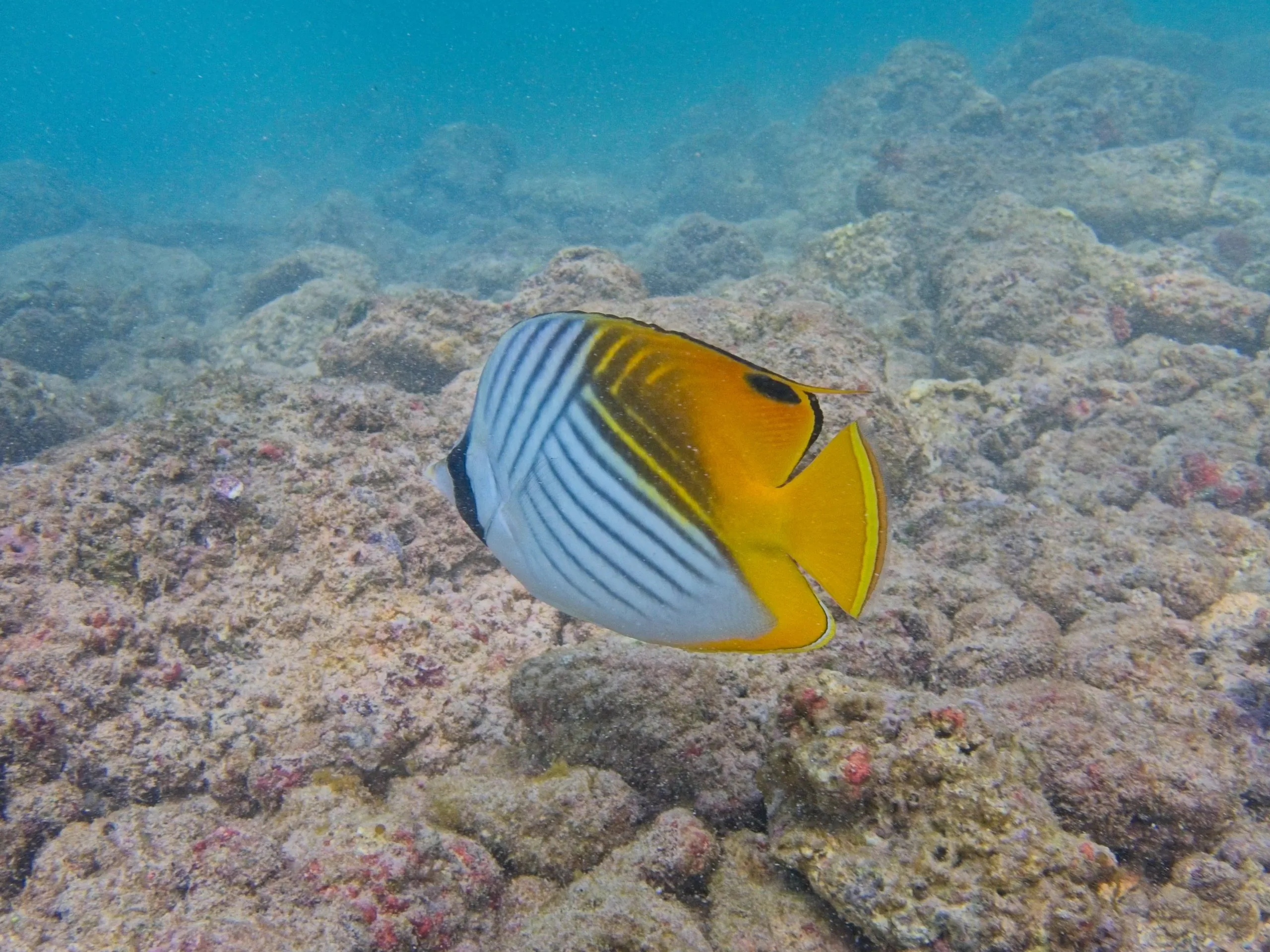 Threadfin butterflyfish, known as kikākapu, at Poipu Beach on Kauai, Hawaii.