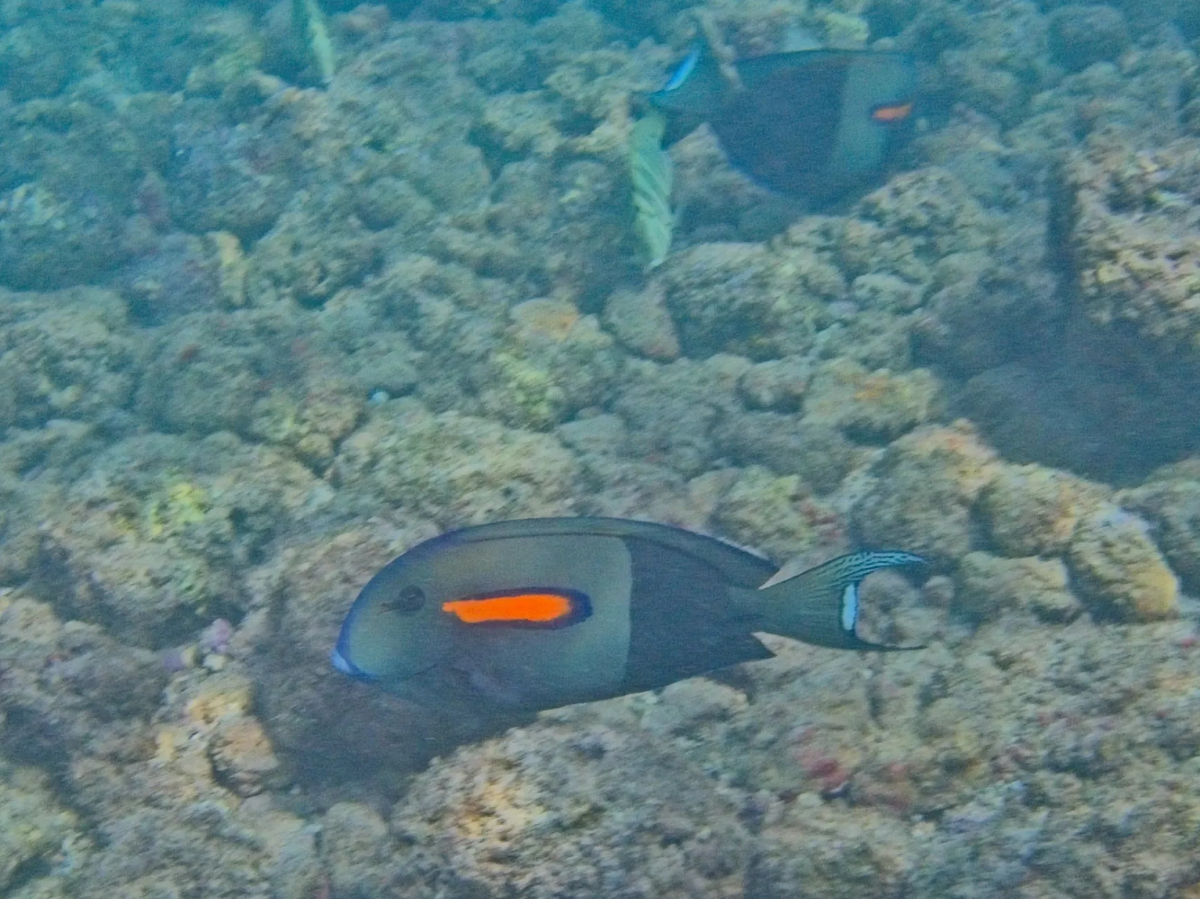 Orangeband Surgeonfish swimming over a rocky reef at Poipu Beach on Kauai, Hawaii.