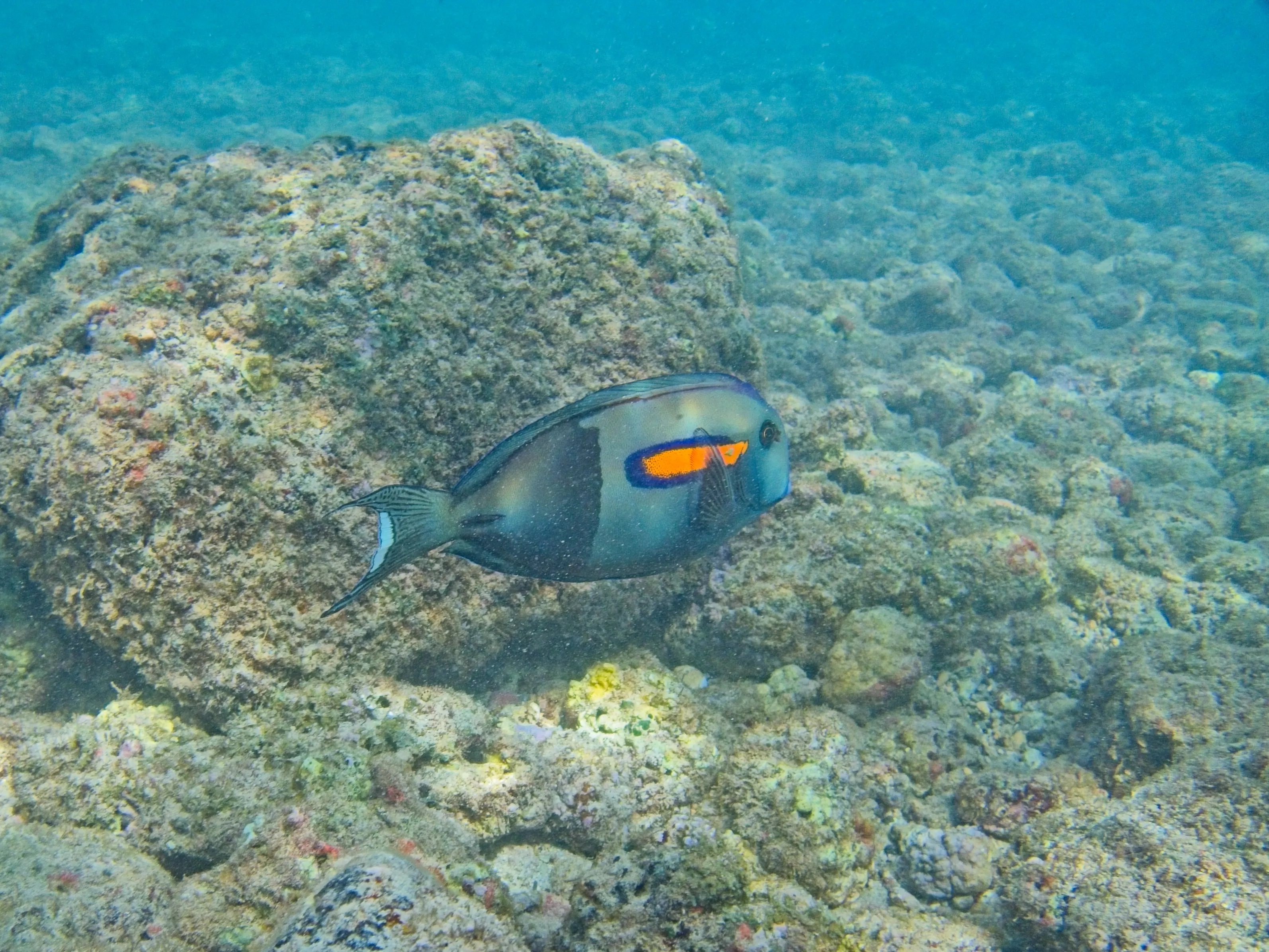 Orangeband Surgeonfish with an orange band behind its eye at Poipu Beach on Kauai, Hawaii.