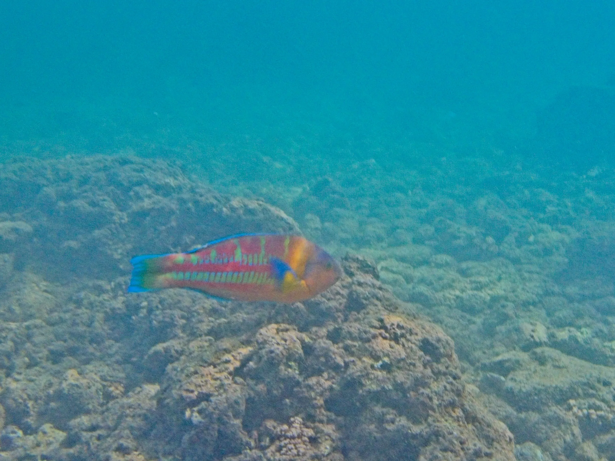 Ornate Wrasse with green and orange-red markings swimming over a rocky reef at Poipu Beach on Kauai, Hawaii.