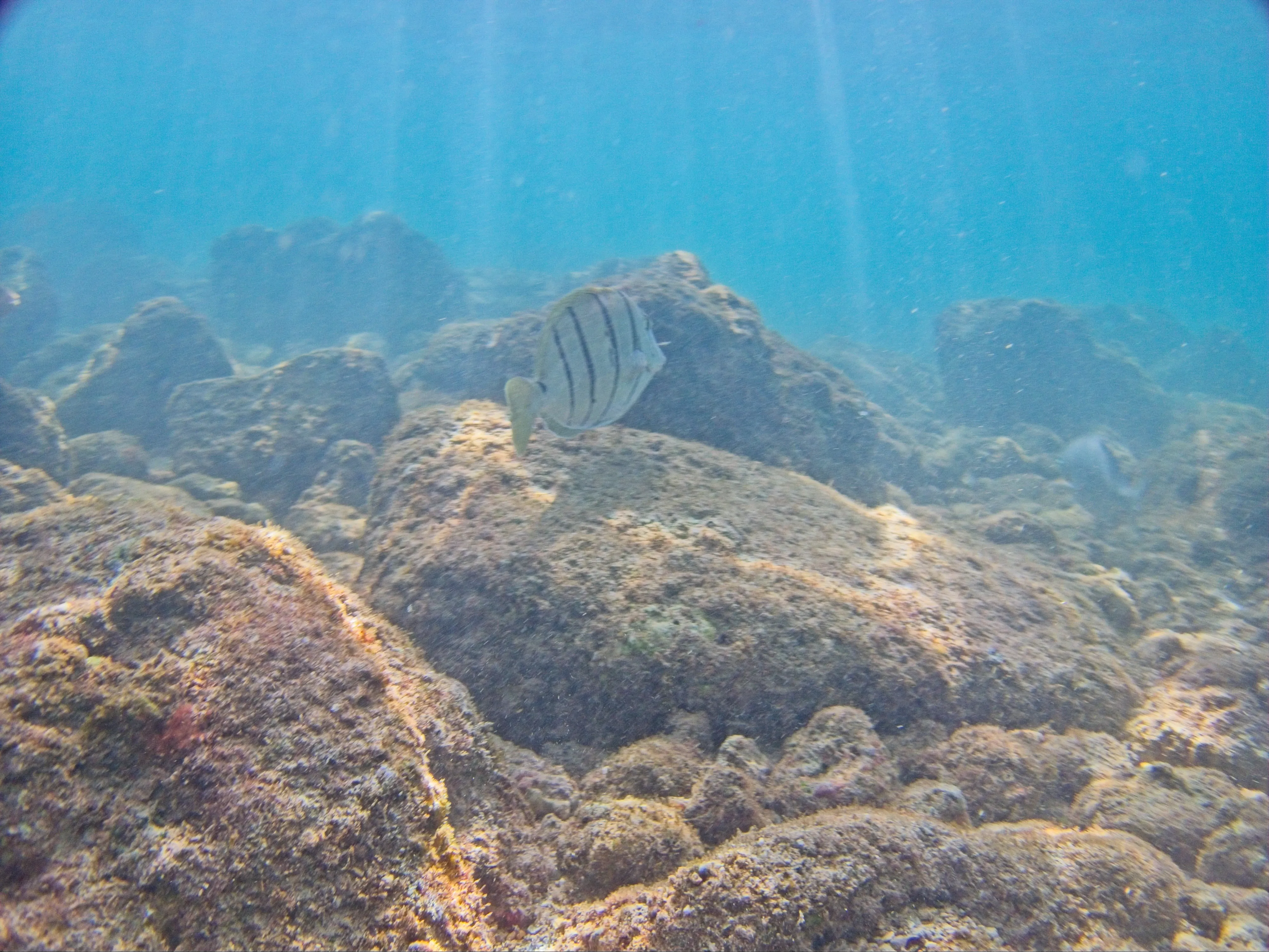 Convict Tang above sunlit rocky seabed with light rays at Poipu Beach, Kauai.