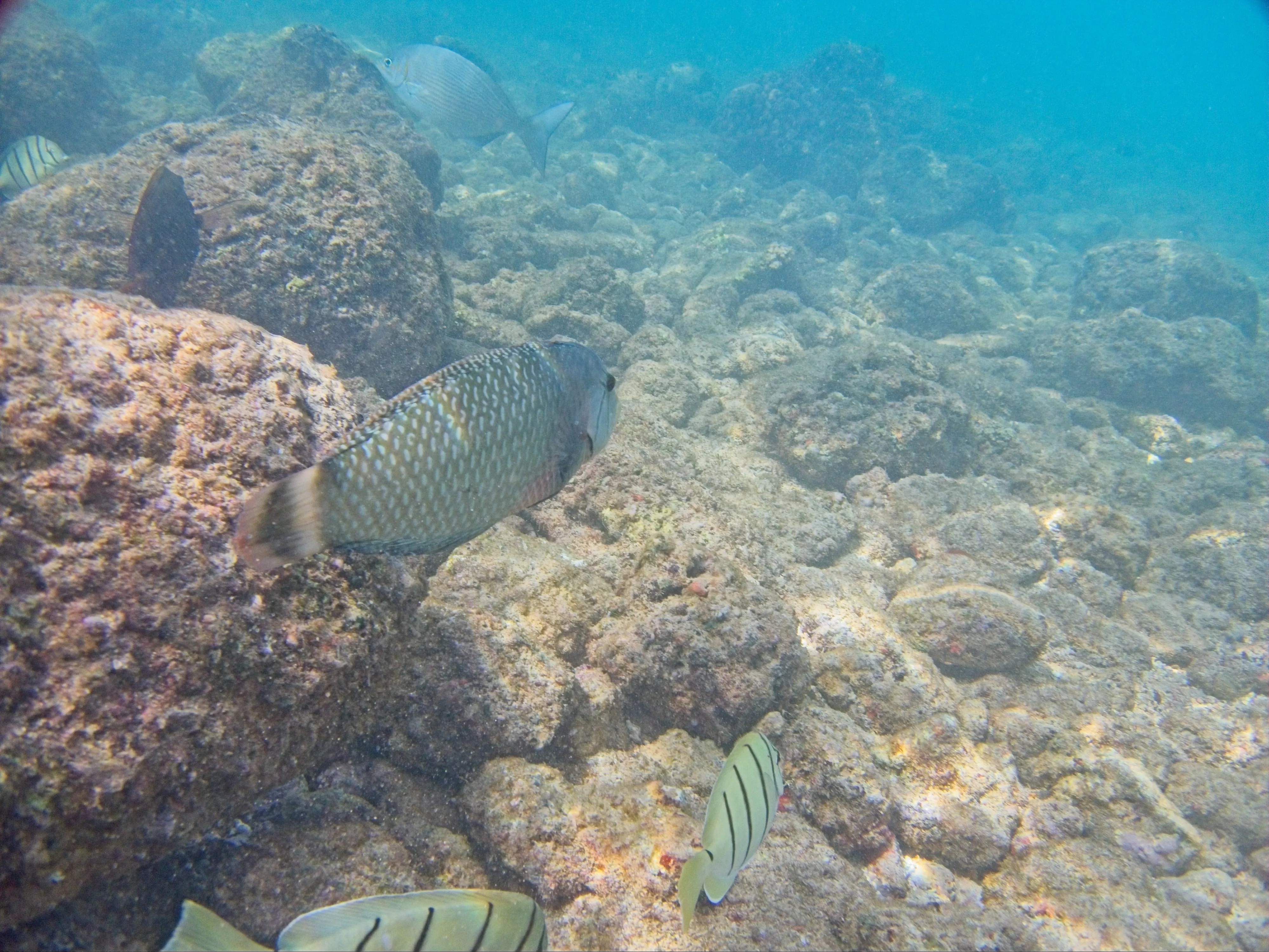 Rockmover wrasse swimming over a rocky reef with a convict tang below at Poipu Beach on Kauai, Hawaii.