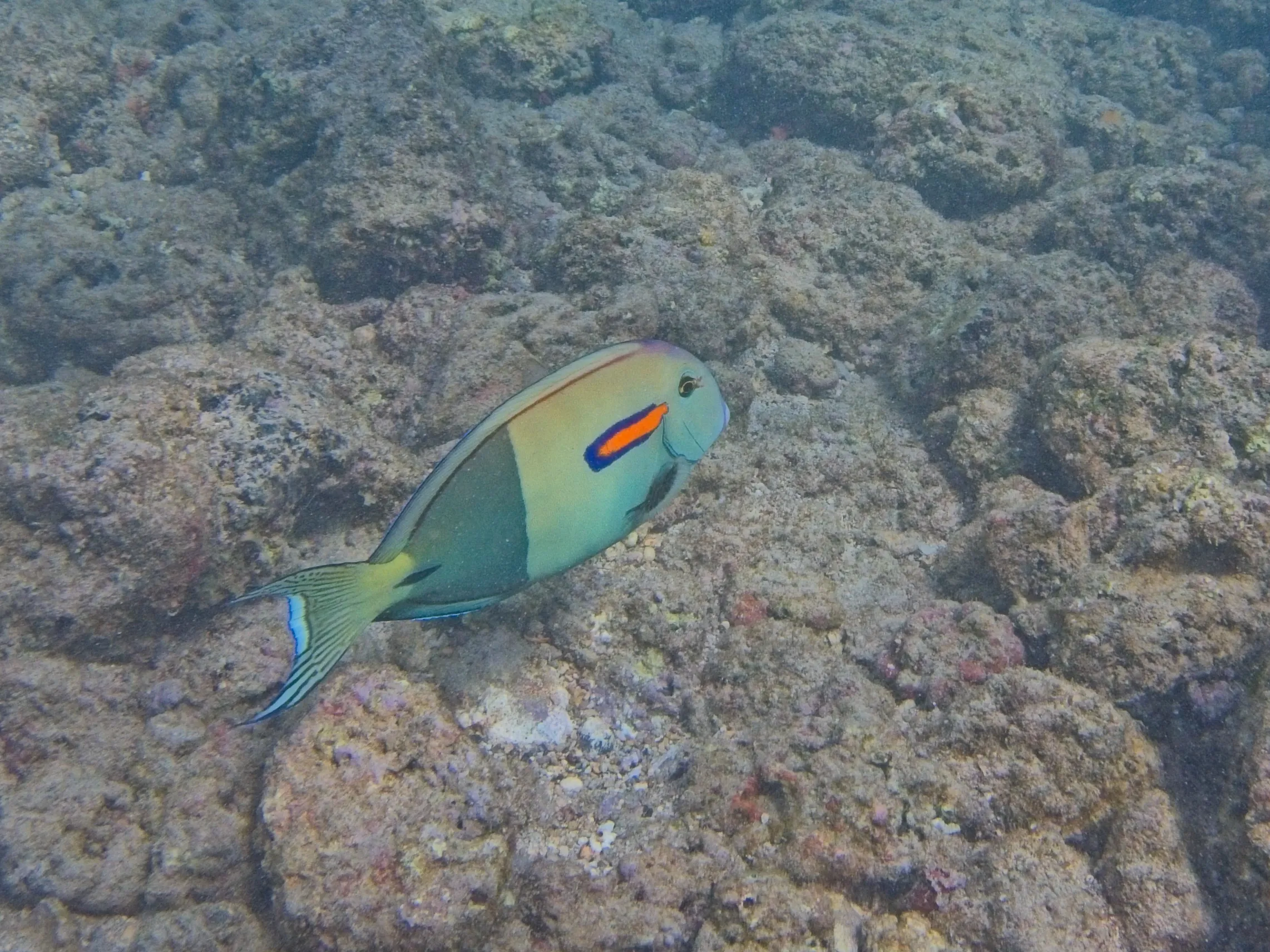 Orangeband surgeonfish, known as naʻenaʻe, swimming over a rocky reef at Poipu Beach on Kauai, Hawaii.