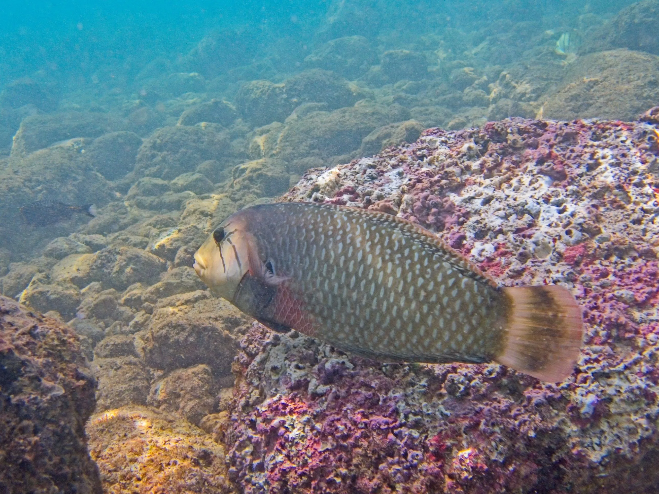 Rockmover wrasse with white spots swimming over pink-encrusted rock at Poipu Beach, Kauai, Hawaii.