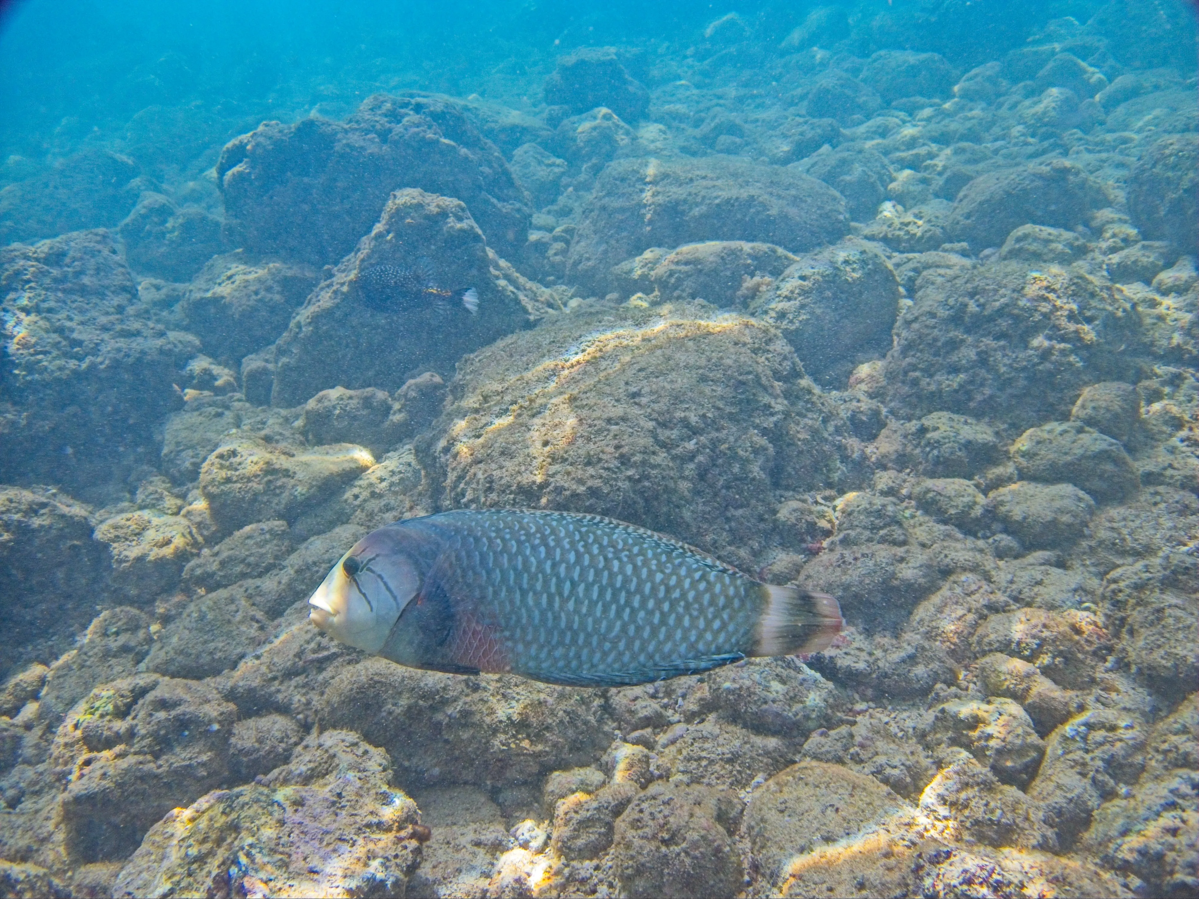 Rockmover wrasse with spotted body swimming over algae-covered rocks at Poipu Beach on Kauai, Hawaii.
