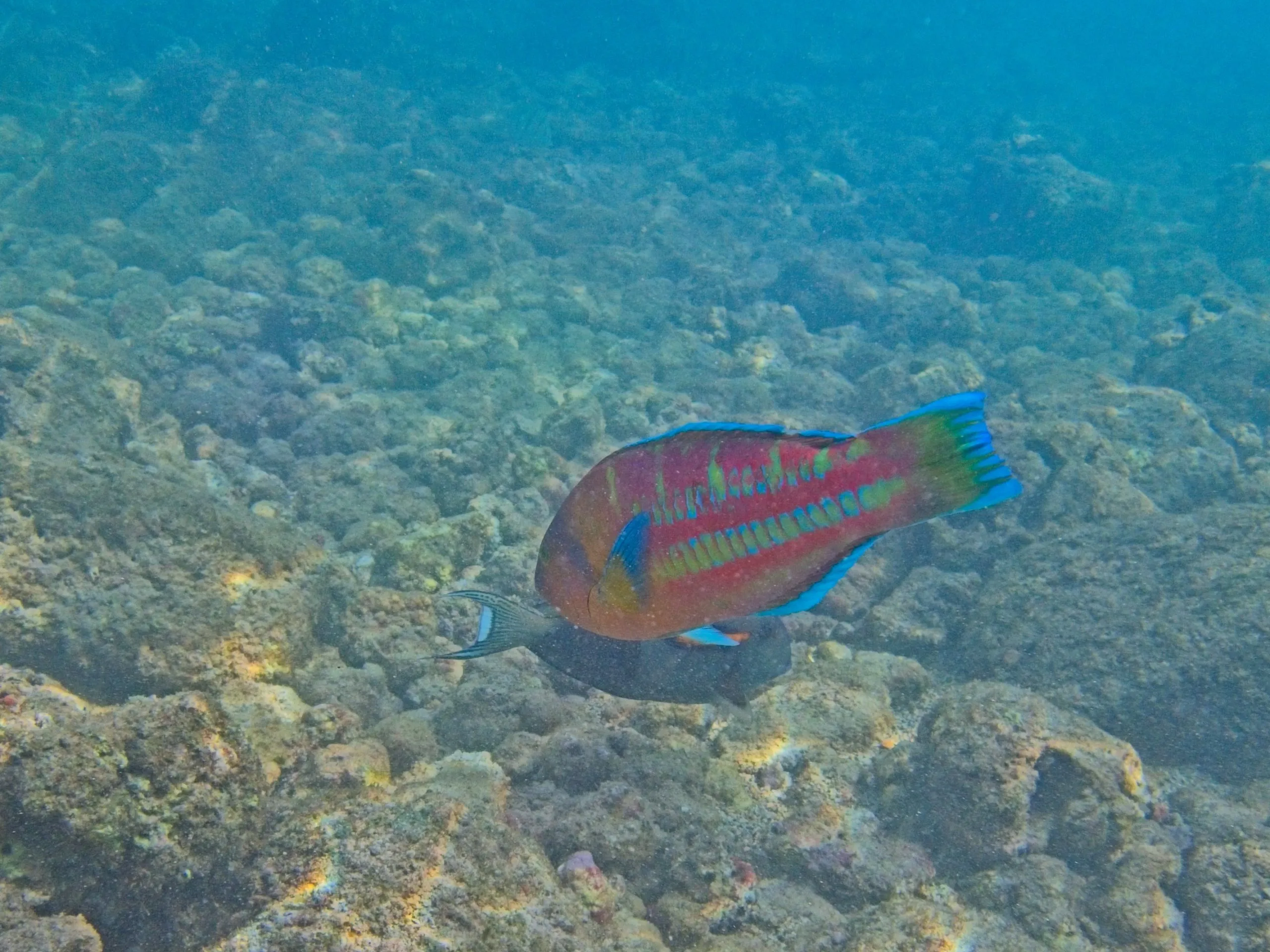 Ornate wrasse, known as paʻawela, with blue markings over a coral reef on Kauai, Hawaii.