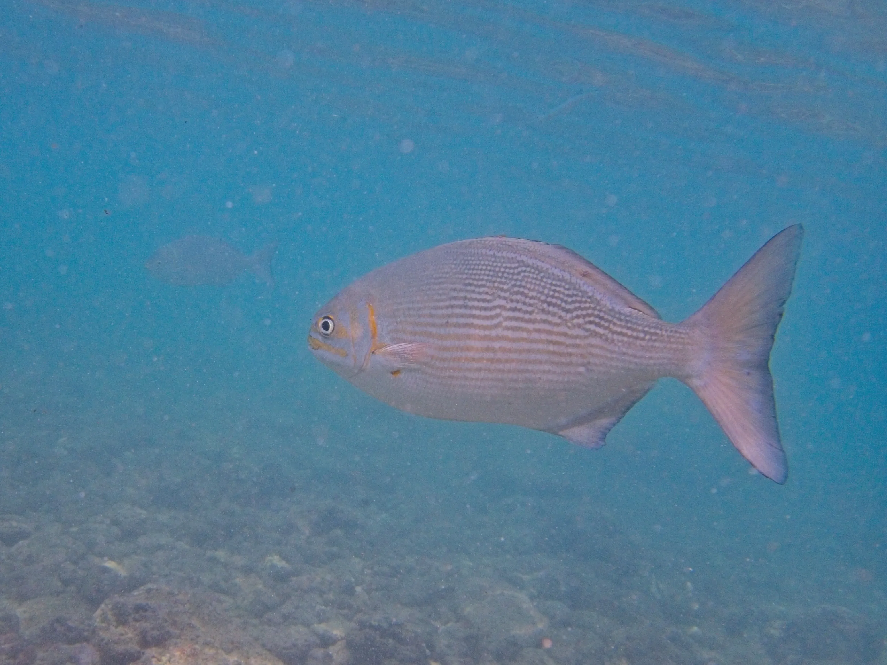 Lowfin Chub, known as Nenue, in profile with striped body in clear blue water at Poipu Beach, Kauai.