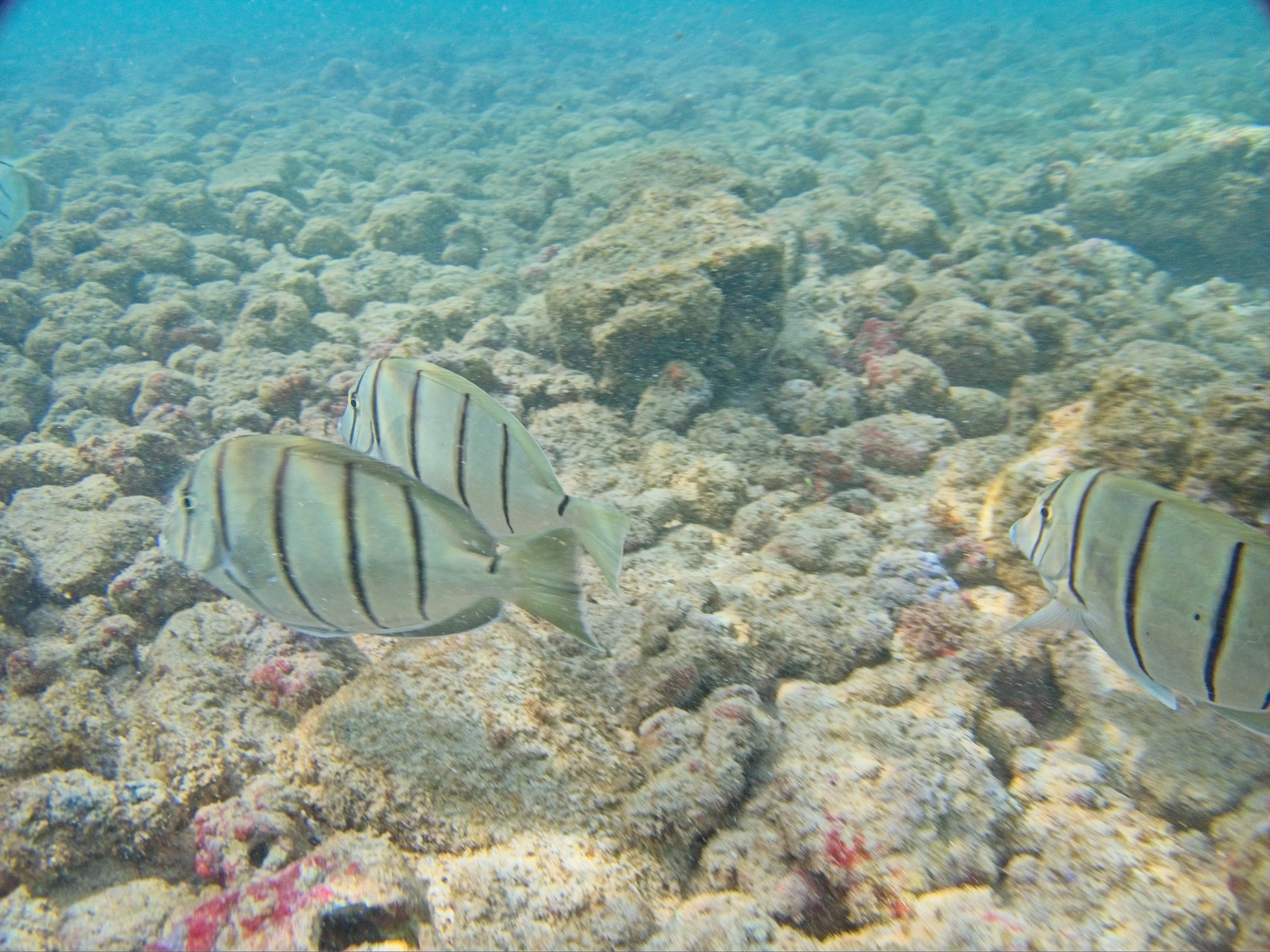 Three Convict Tangs swimming over pale reef rock at Poipu Beach, Kauai.