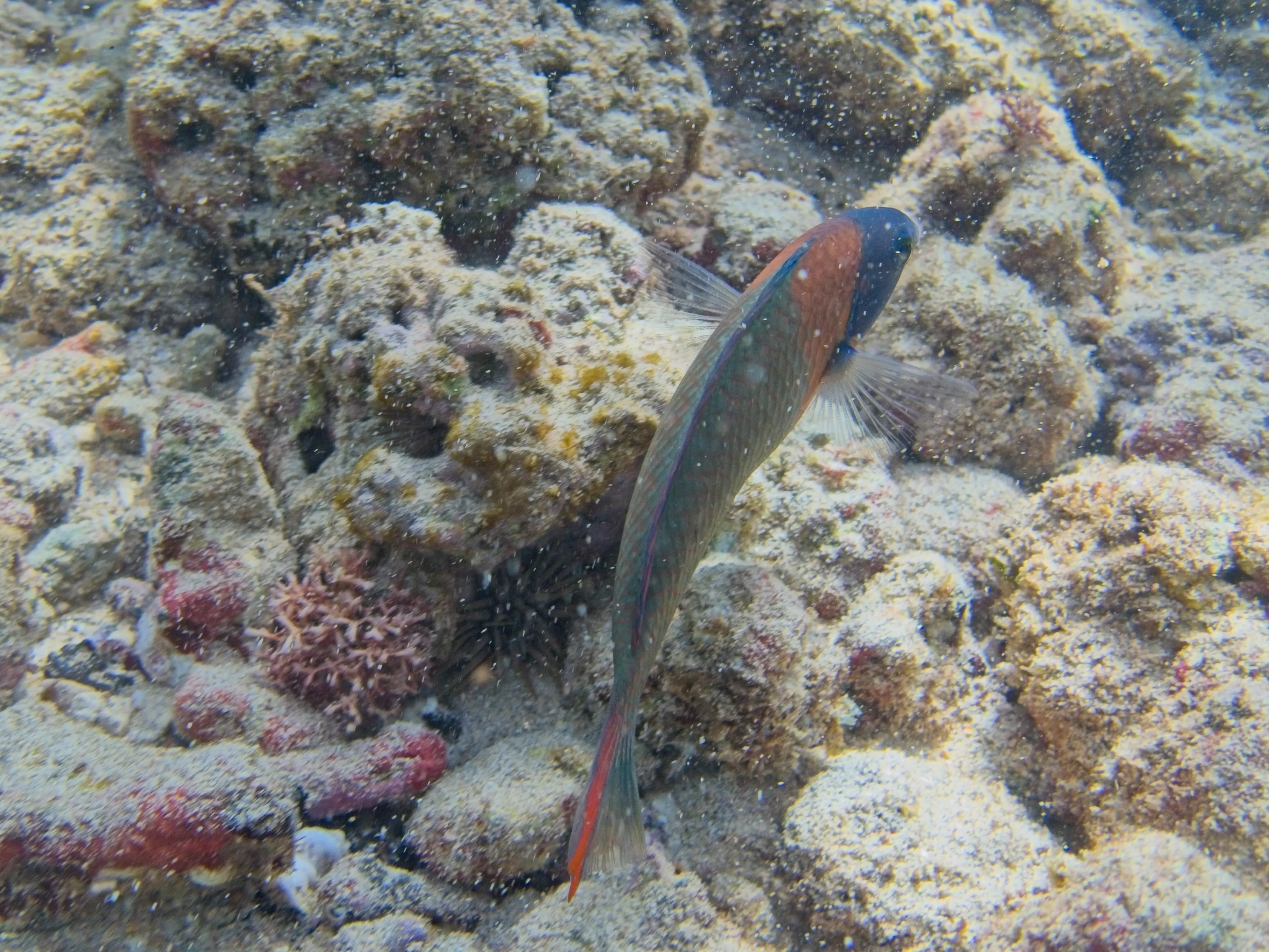 Saddle Wrasse swimming over a sandy reef with coral and a sea urchin at Poipu Beach on Kauai, Hawaii.