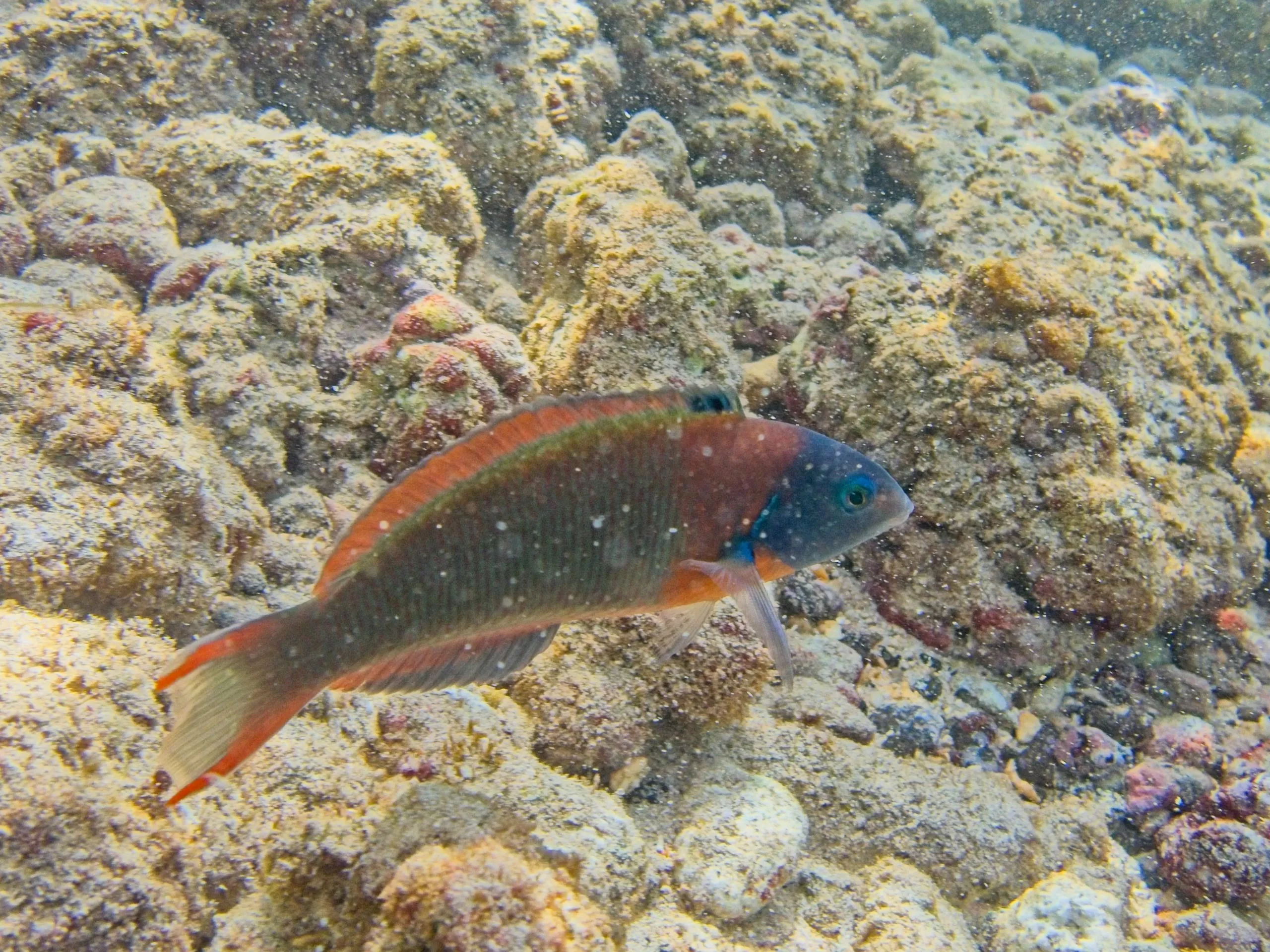 Saddle wrasse, known as hīnālea lauwili, with an orange saddle band over a coral reef on Kauai, Hawaii.