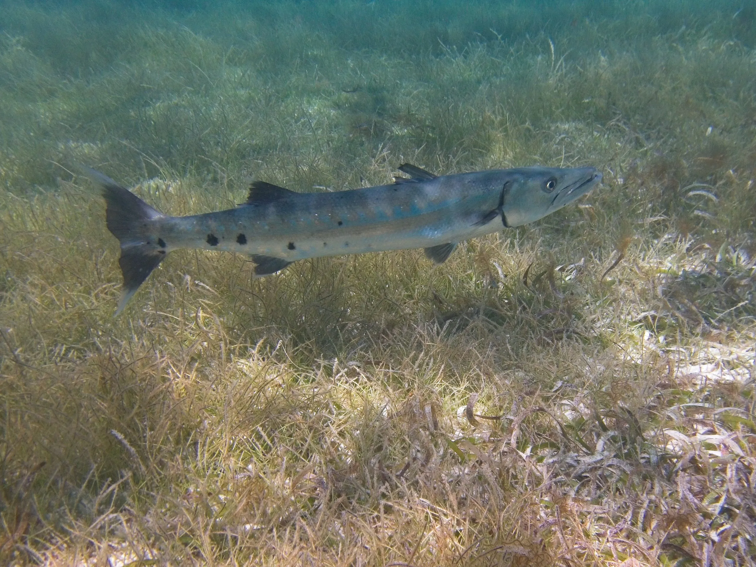 Great barracuda swimming over seagrass at Sapphire Beach, Saint Thomas.