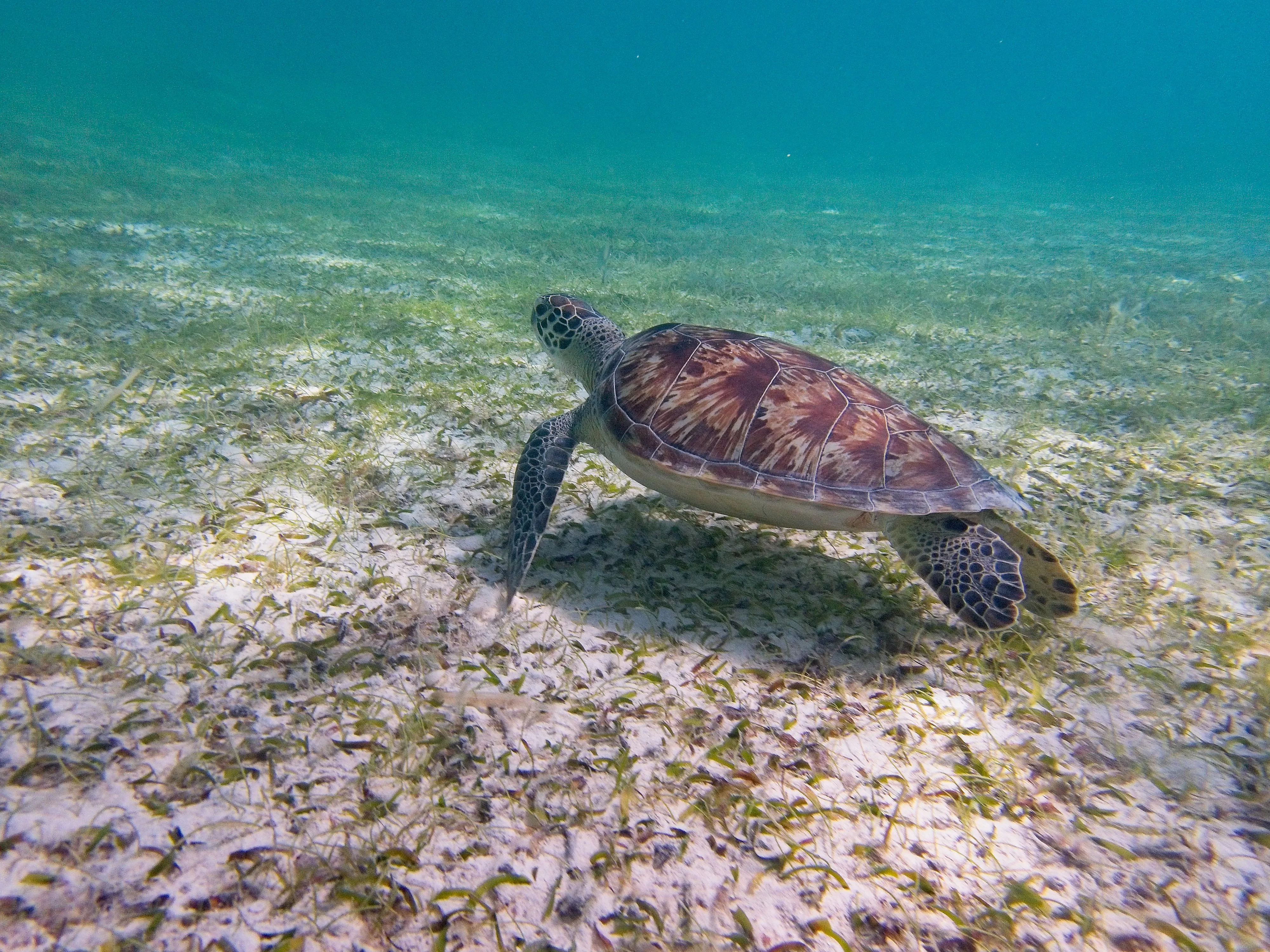 Green sea turtle swimming over white sand at Cinnamon Bay Beach on Saint John, USVI.
