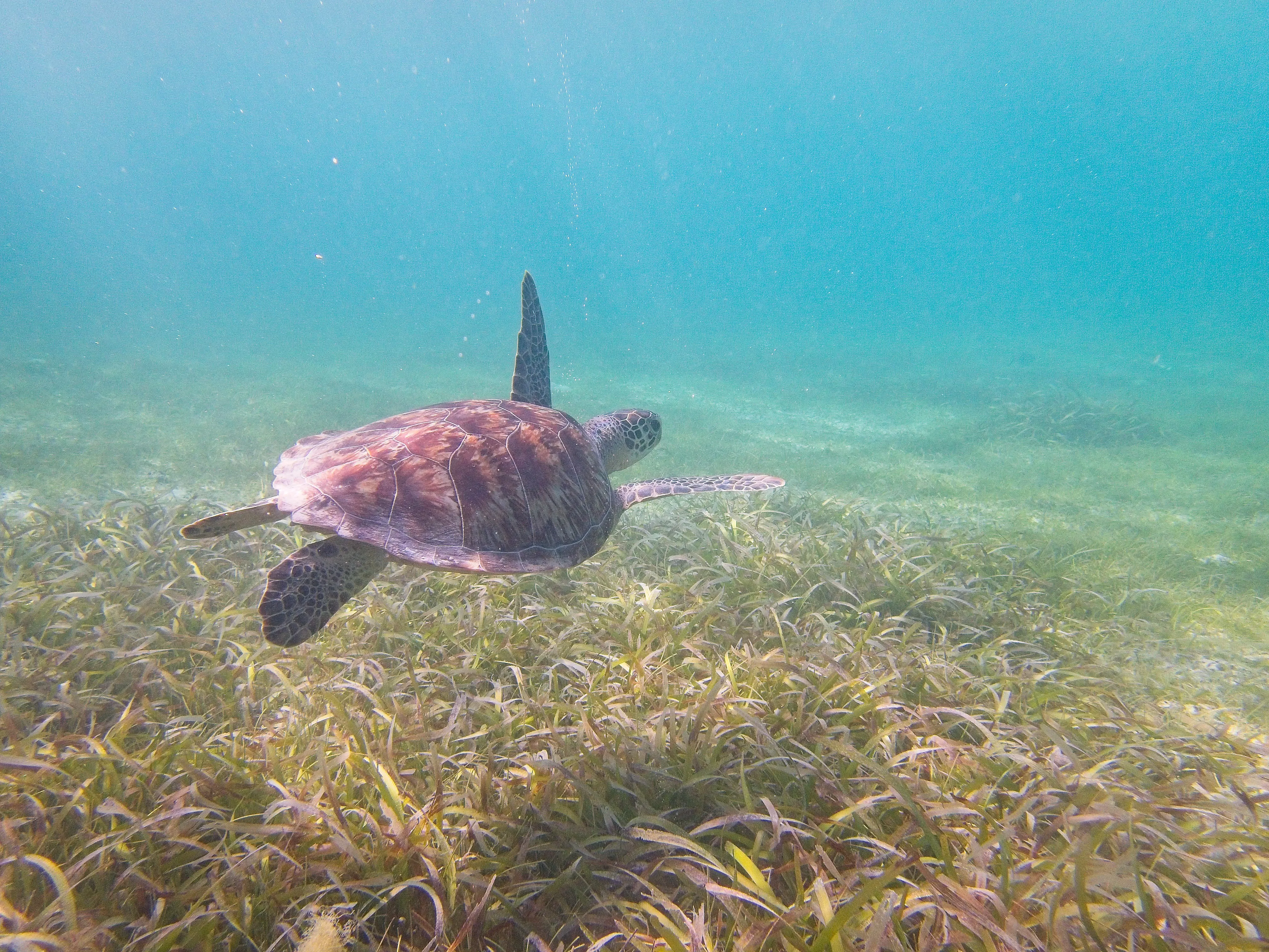 Green sea turtle gliding over seagrass at Cinnamon Bay Beach on Saint John, USVI.