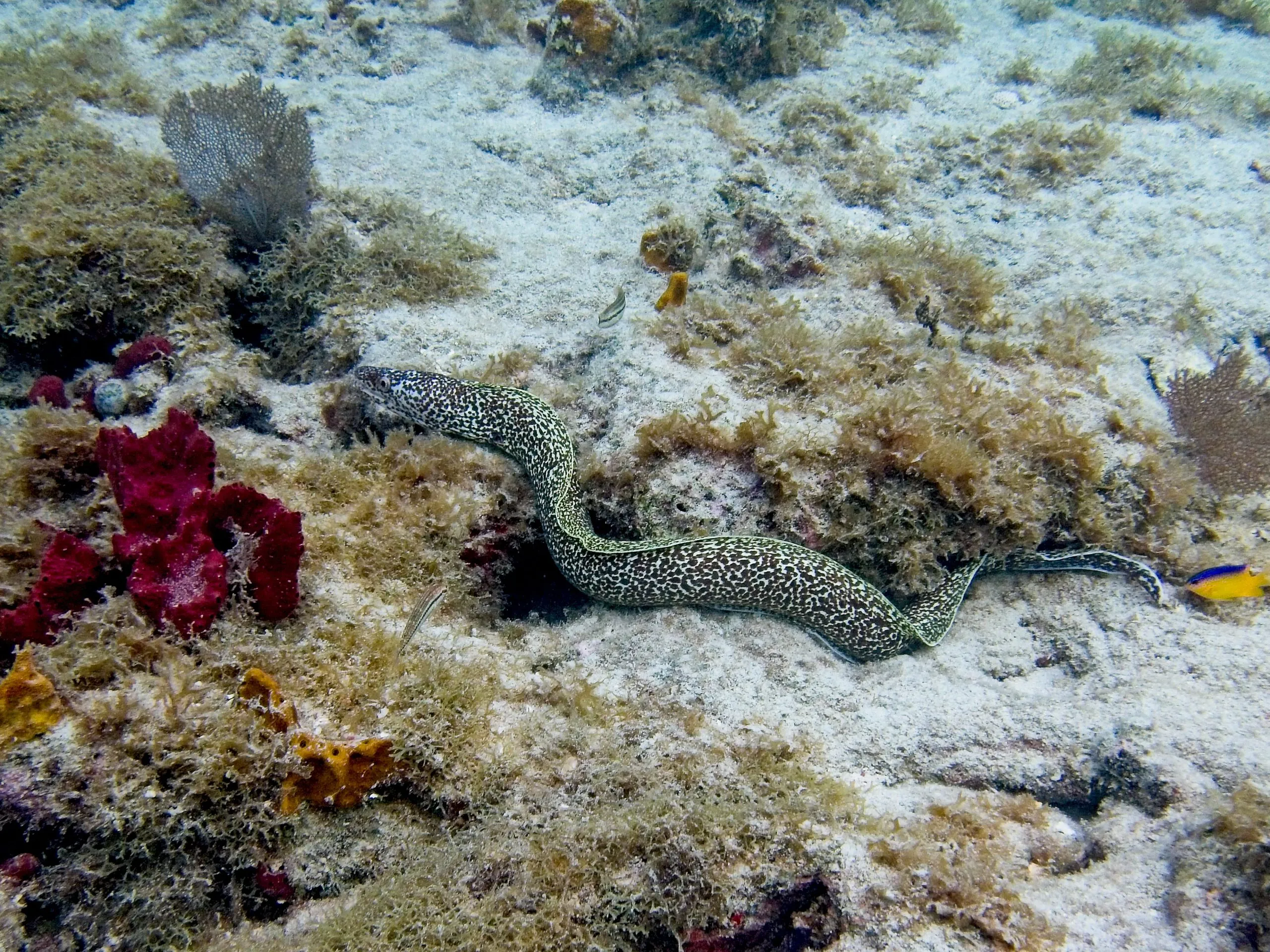 Spotted moray eel stretched across sandy reef at Cinnamon Bay, Saint John, USVI.