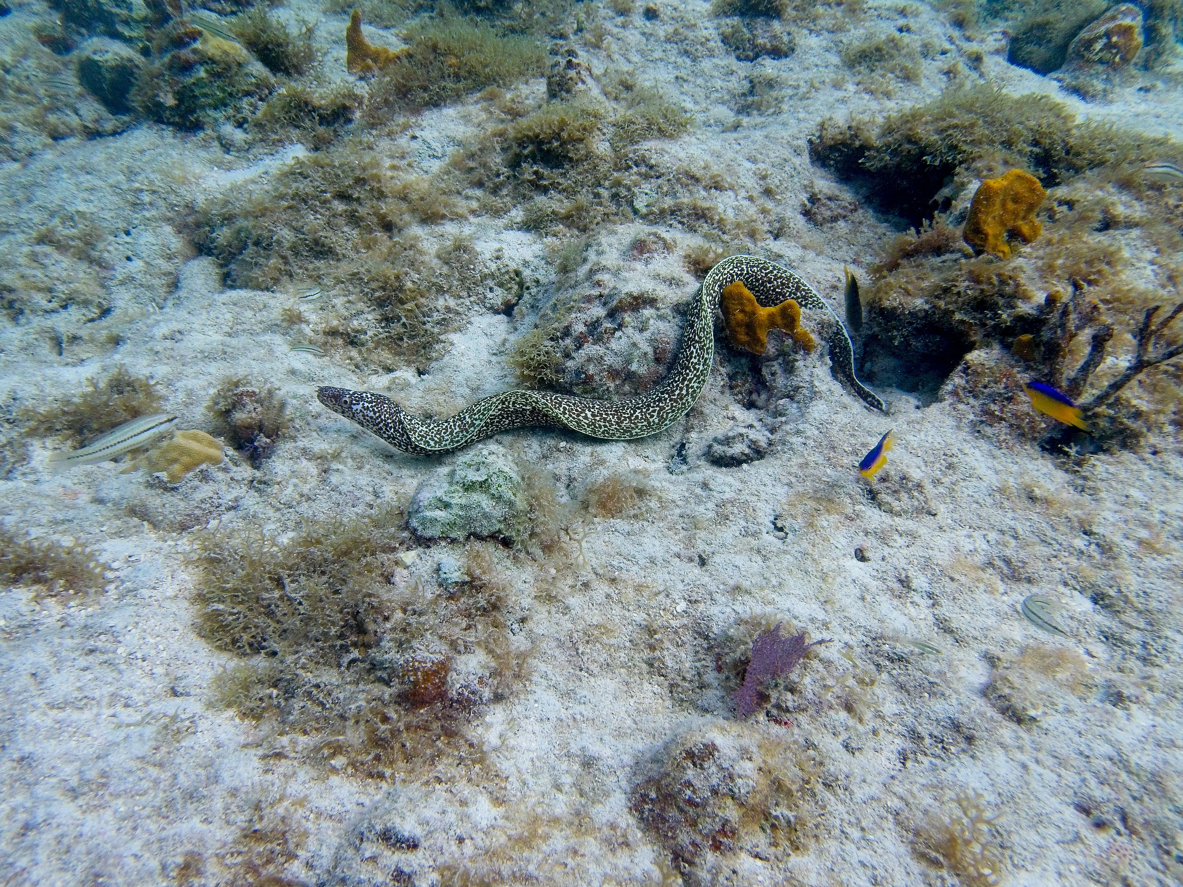 Black-and-white spotted moray eel stretched across sandy reef at Cinnamon Bay, Saint John.