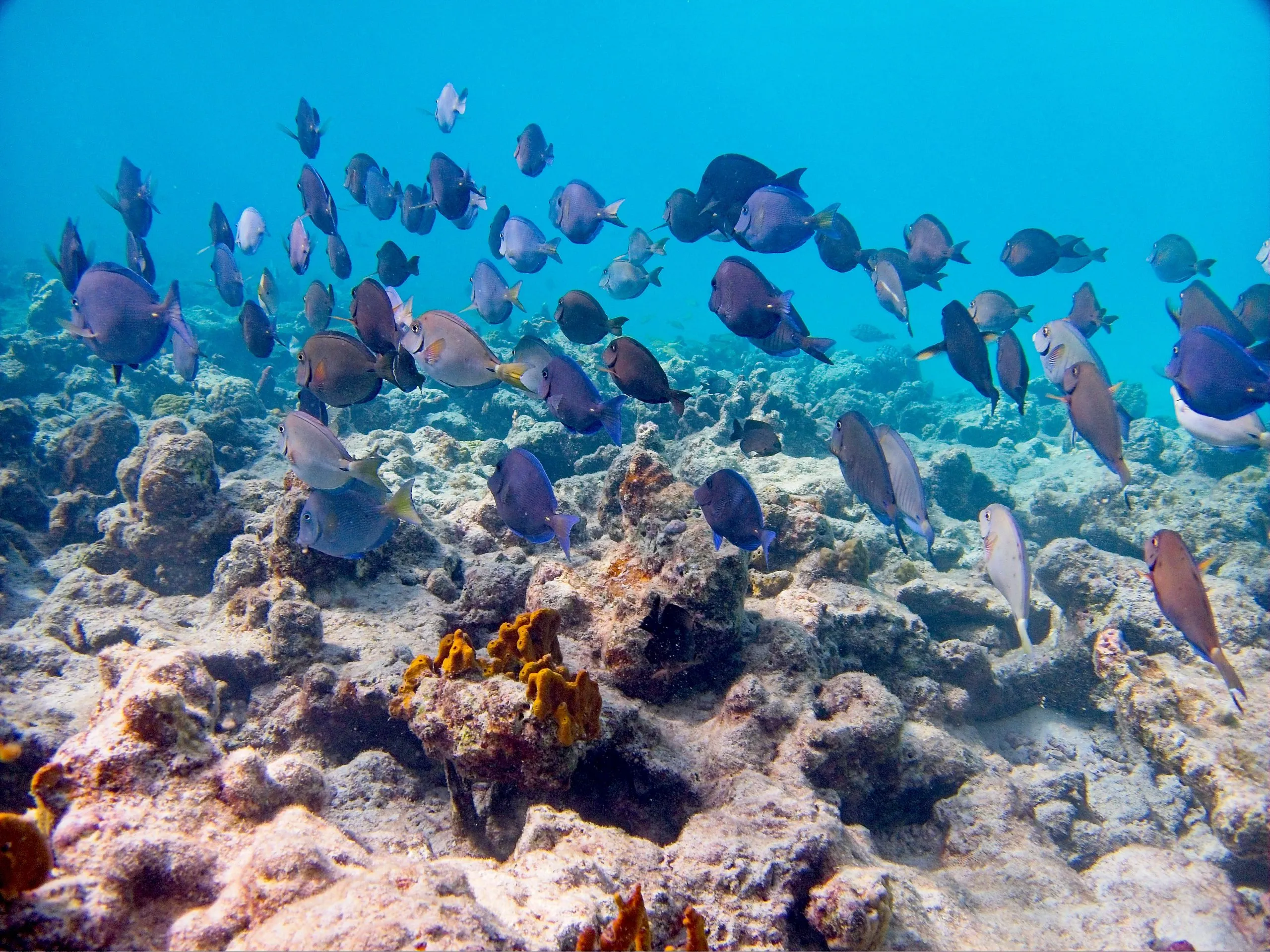 School of blue tangs swimming over a coral reef at Cinnamon Bay, Saint John, USVI.