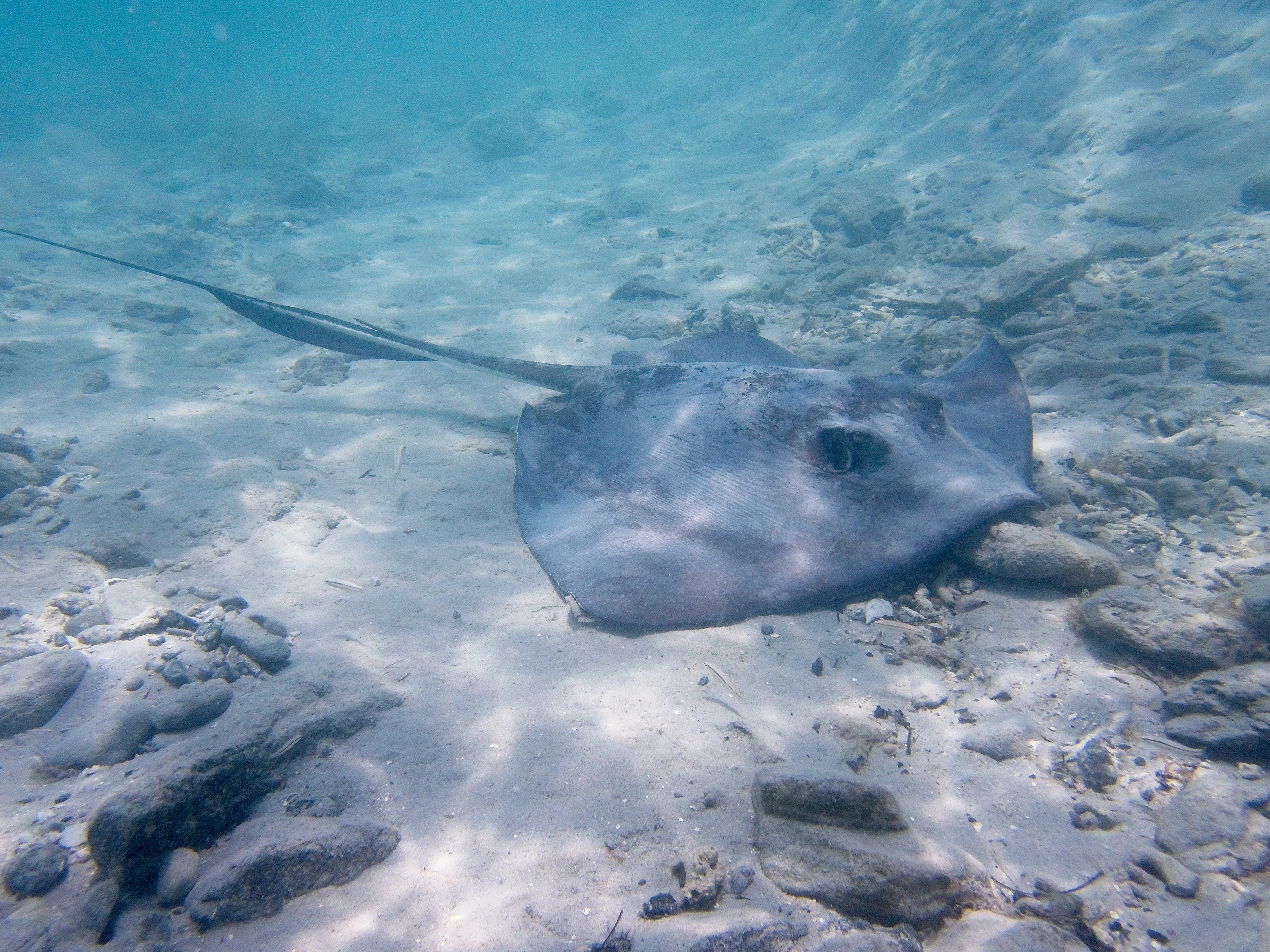 Southern stingray resting on sandy seabed with sunlit caustics at Maho Bay, Saint John.