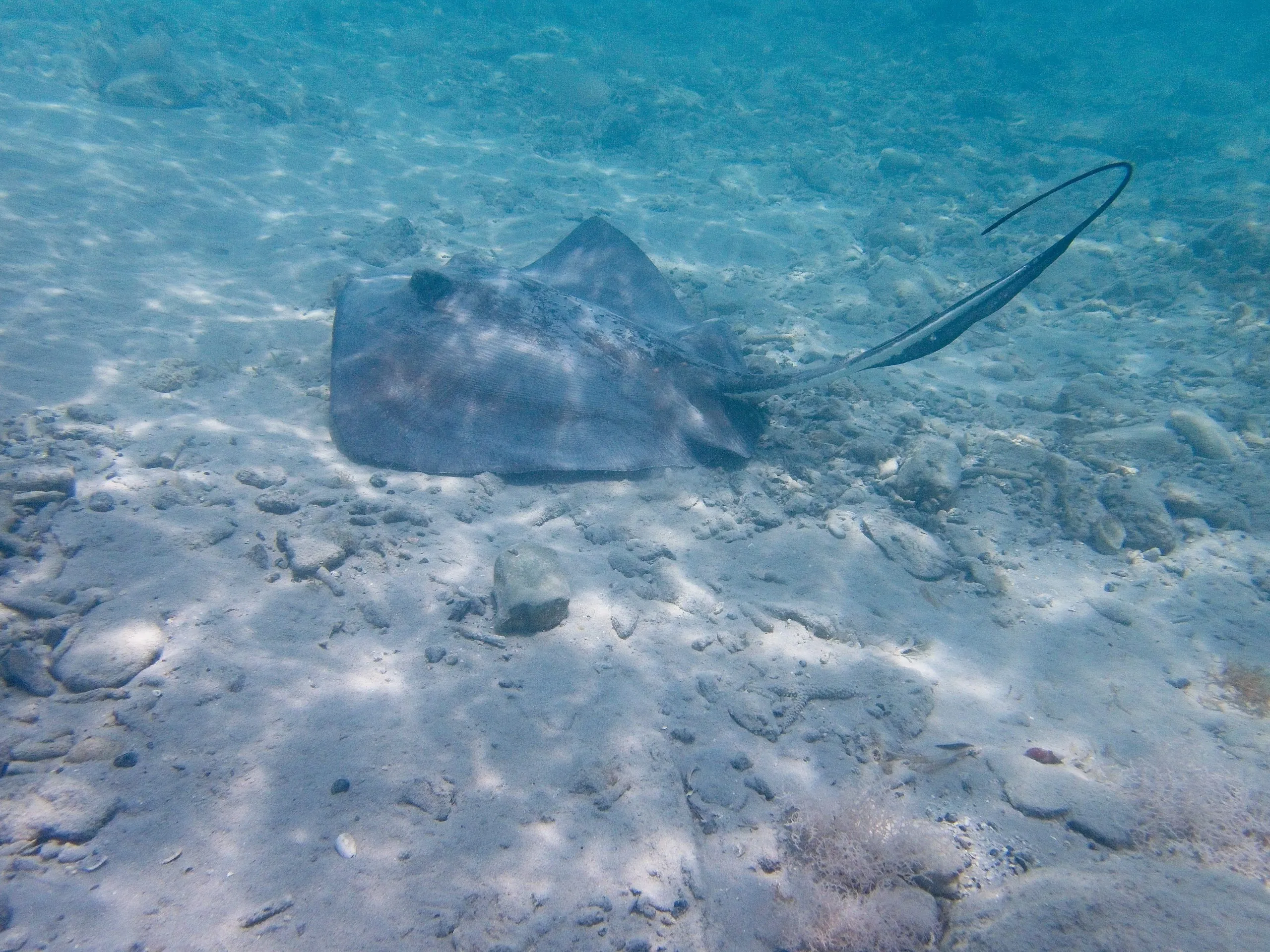 Southern stingray resting on sandy seabed with sunlit caustics at Maho Bay, Saint John, USVI.