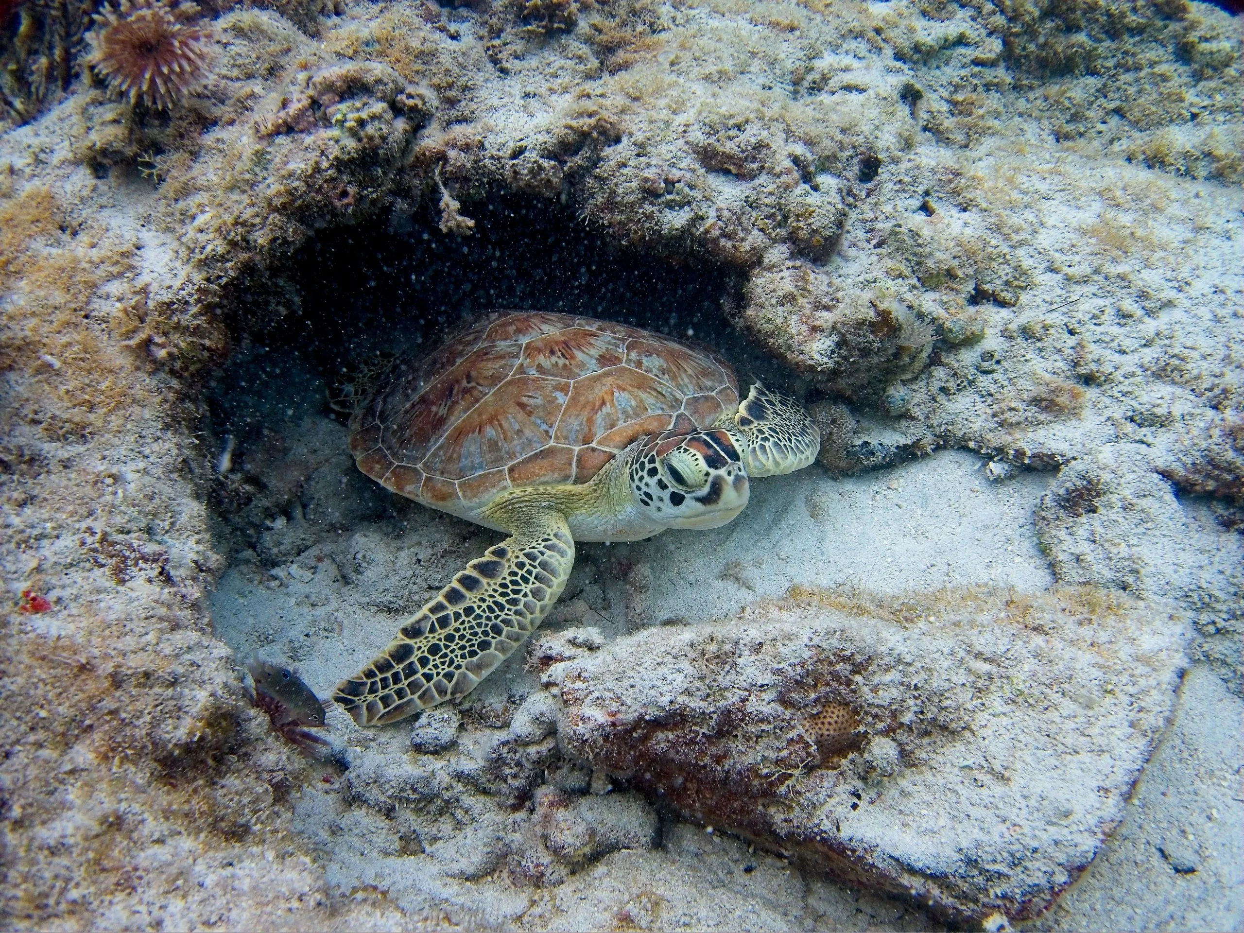 Green sea turtle resting in a sandy hollow beneath a rocky ledge, Saint John, USVI.