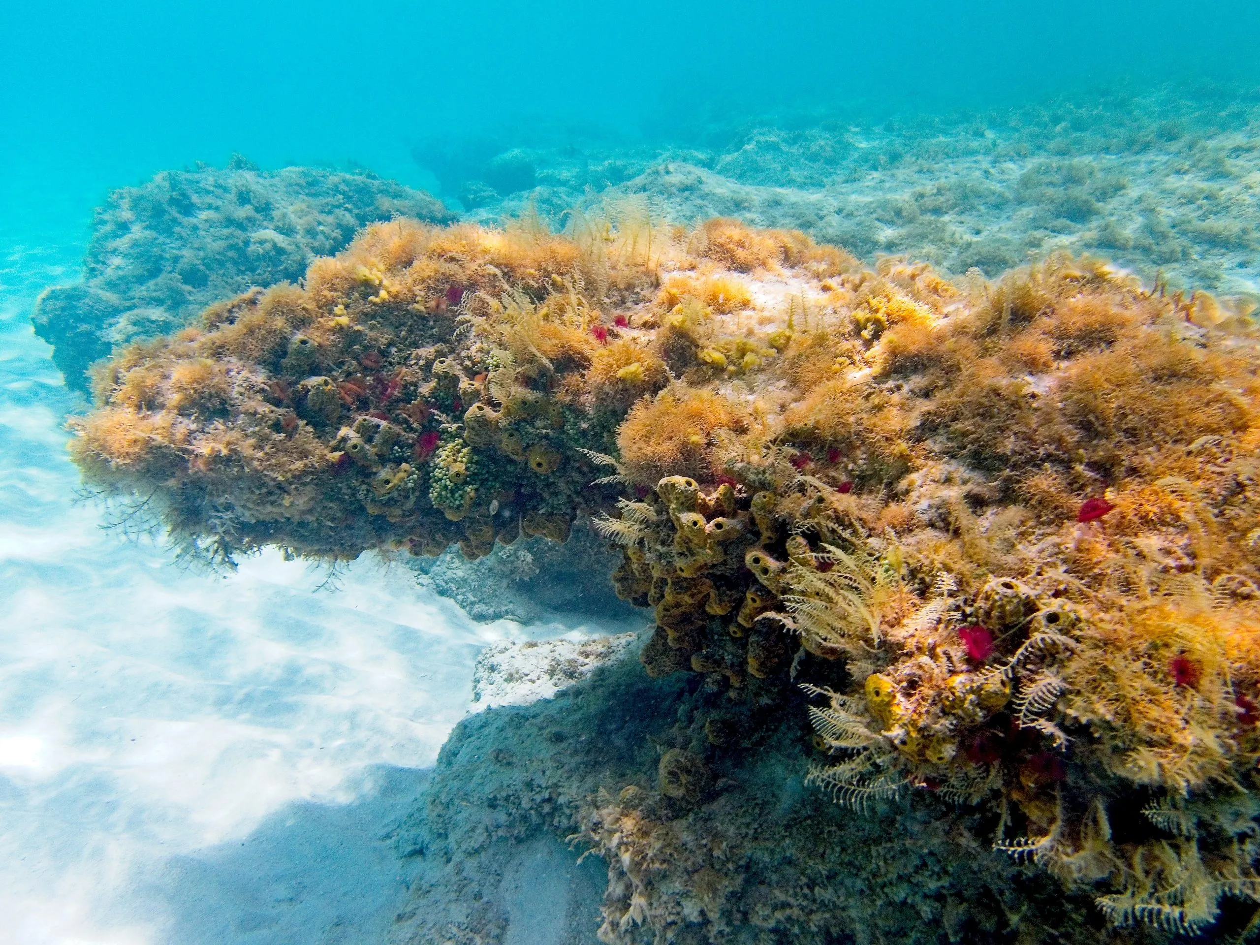 Coral and sponge-covered reef formation on sandy bottom at Cinnamon Bay Beach on Saint John.
