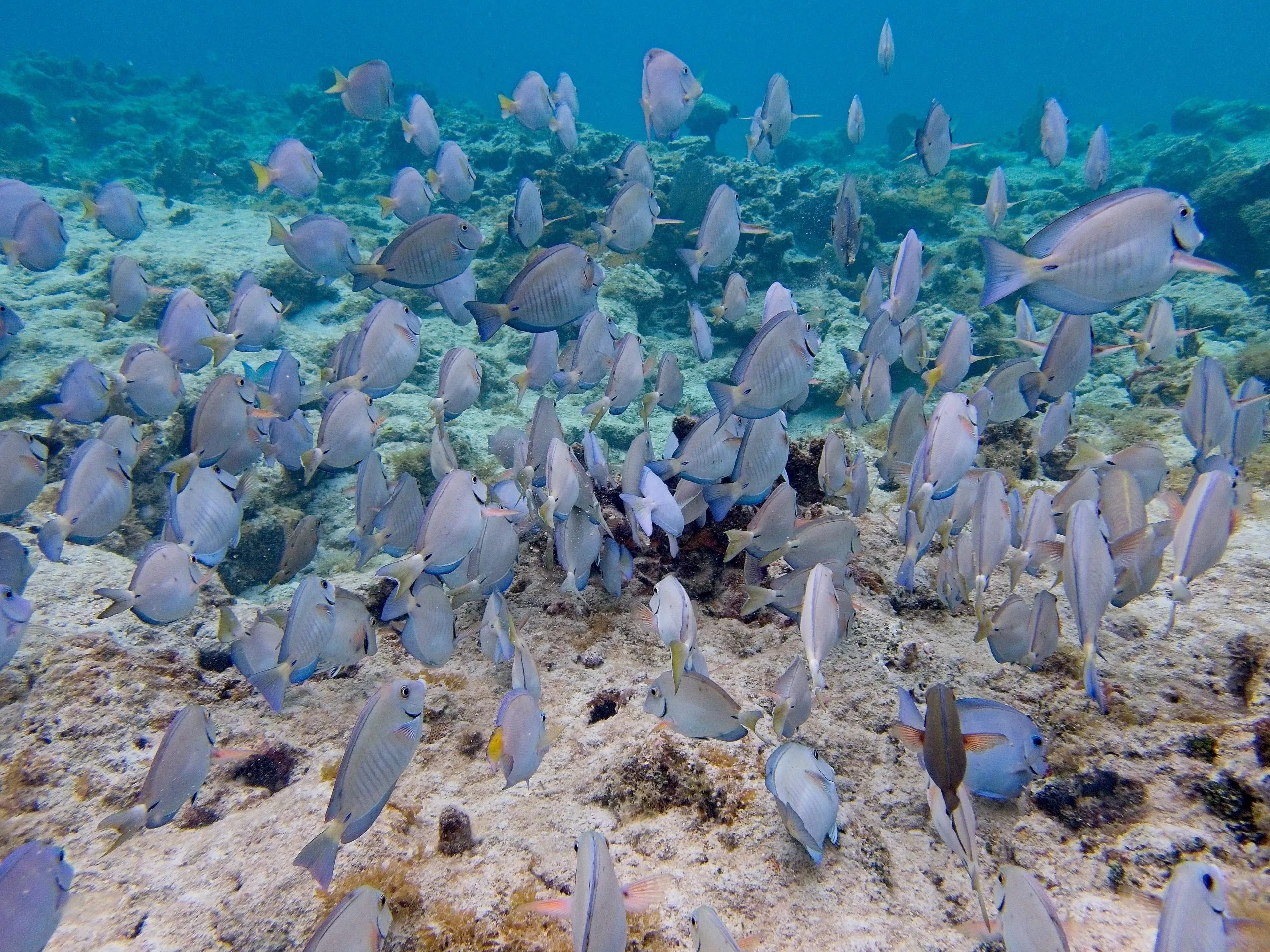 School of doctorfish swimming over a rocky reef at Cinnamon Bay on Saint John.