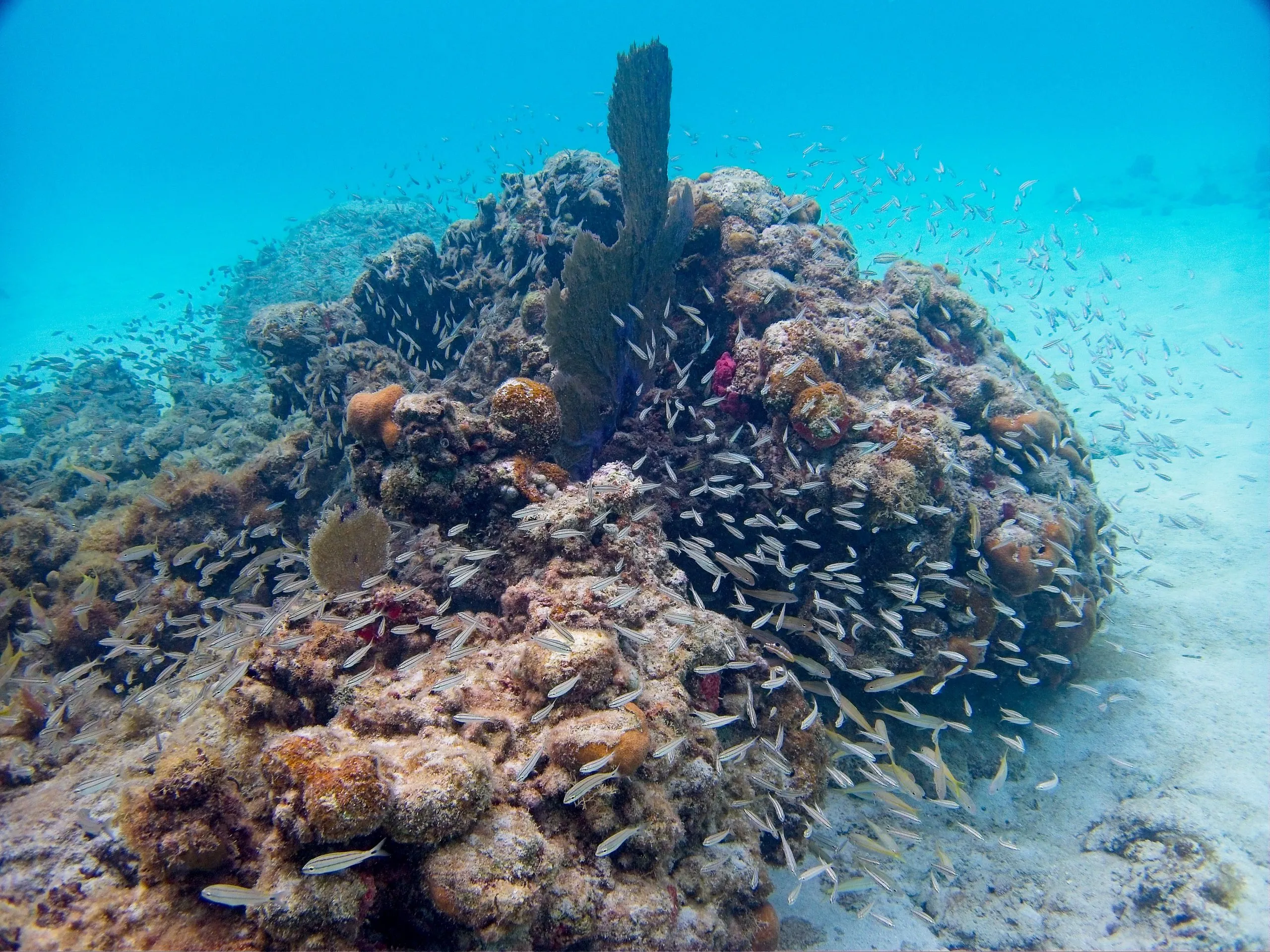 School of small fish swarming a coral mound with a sea fan at Cinnamon Bay Beach on Saint John.