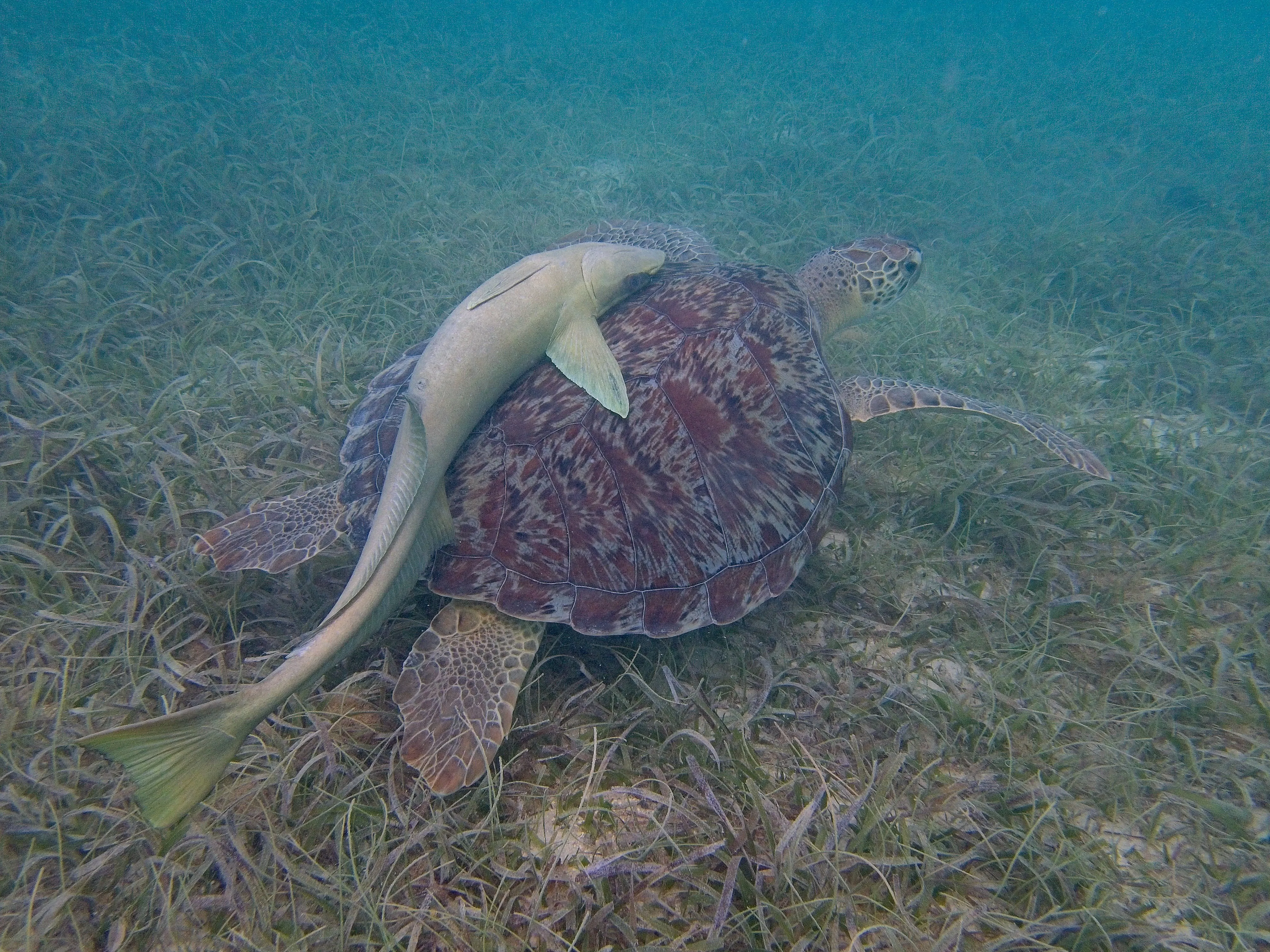 Sea turtle with a remora on its shell swimming through clear water in Maho Bay on Saint John, USVI.
