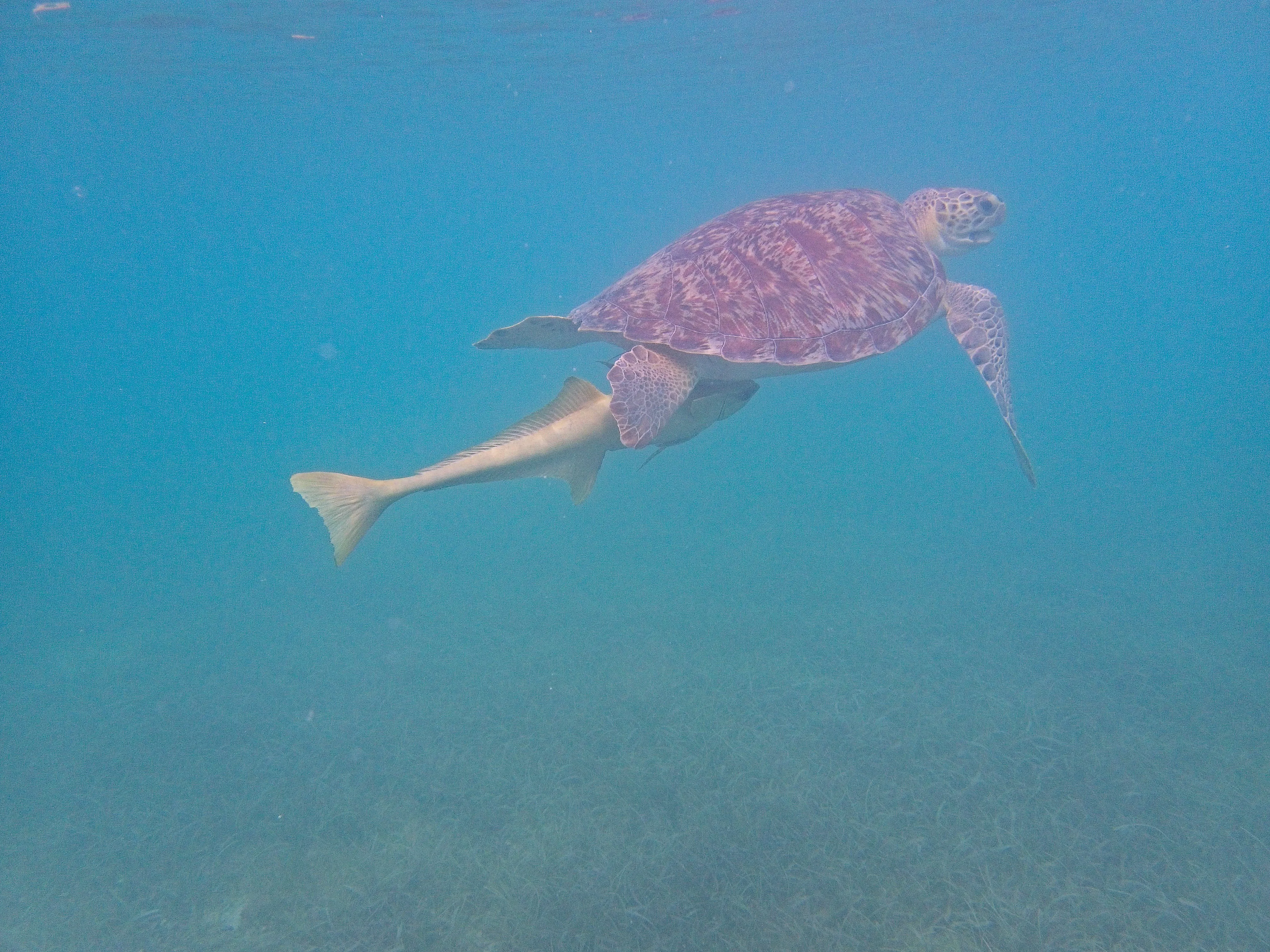 Sea turtle with a remora clinging to its belly swimming over seagrass in Maho Bay on Saint John, USVI.