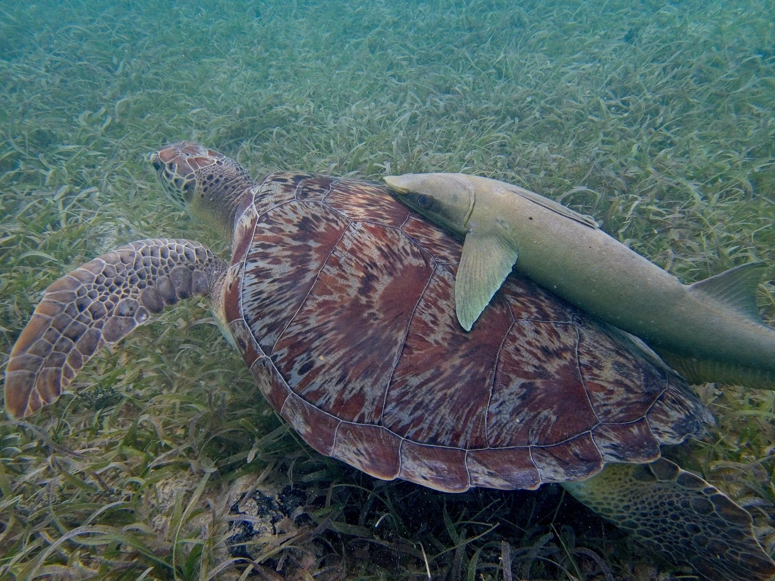 Sea turtle with a remora attached to its shell swimming through clear water, Saint John, USVI.