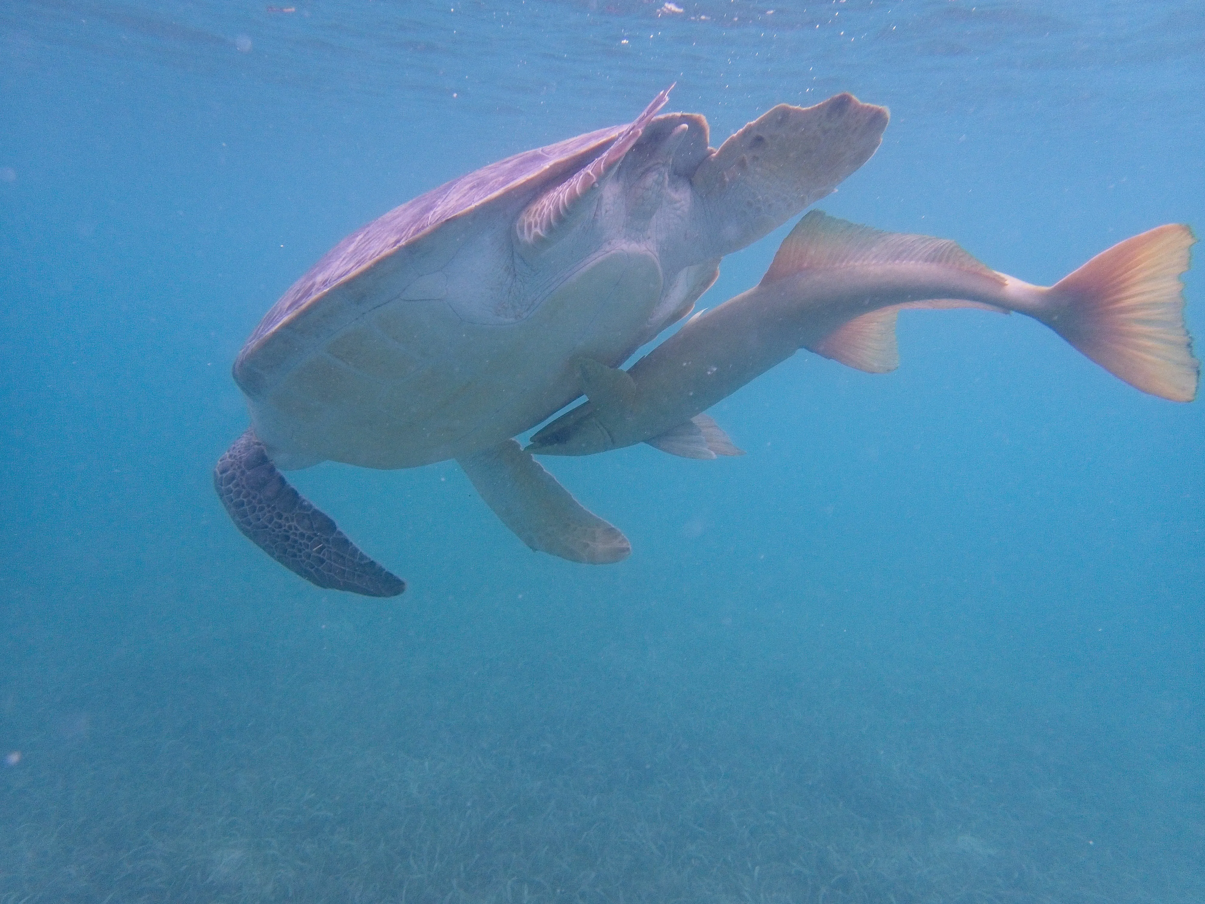 Sea turtle with a remora on its underside seen from below in Maho Bay on Saint John, USVI.