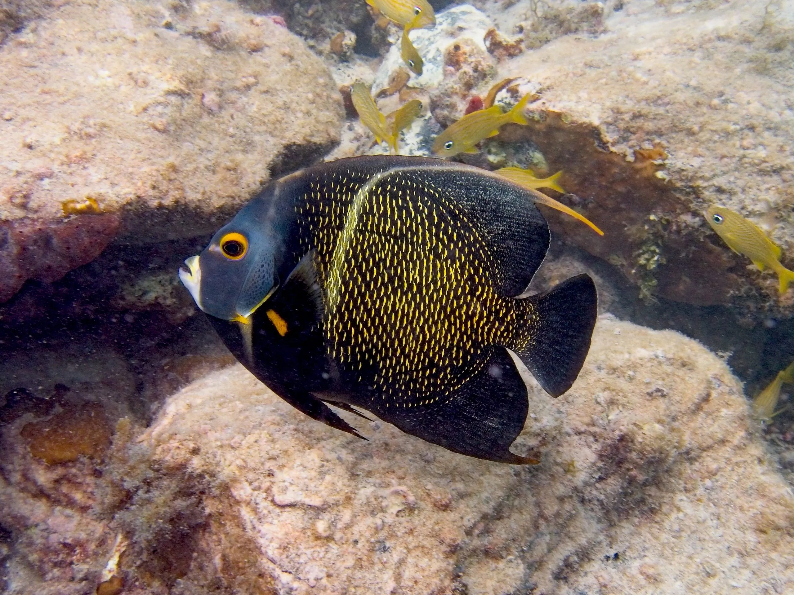French angelfish with yellow-edged black scales swimming over a rocky reef at Maho Bay, Saint John.