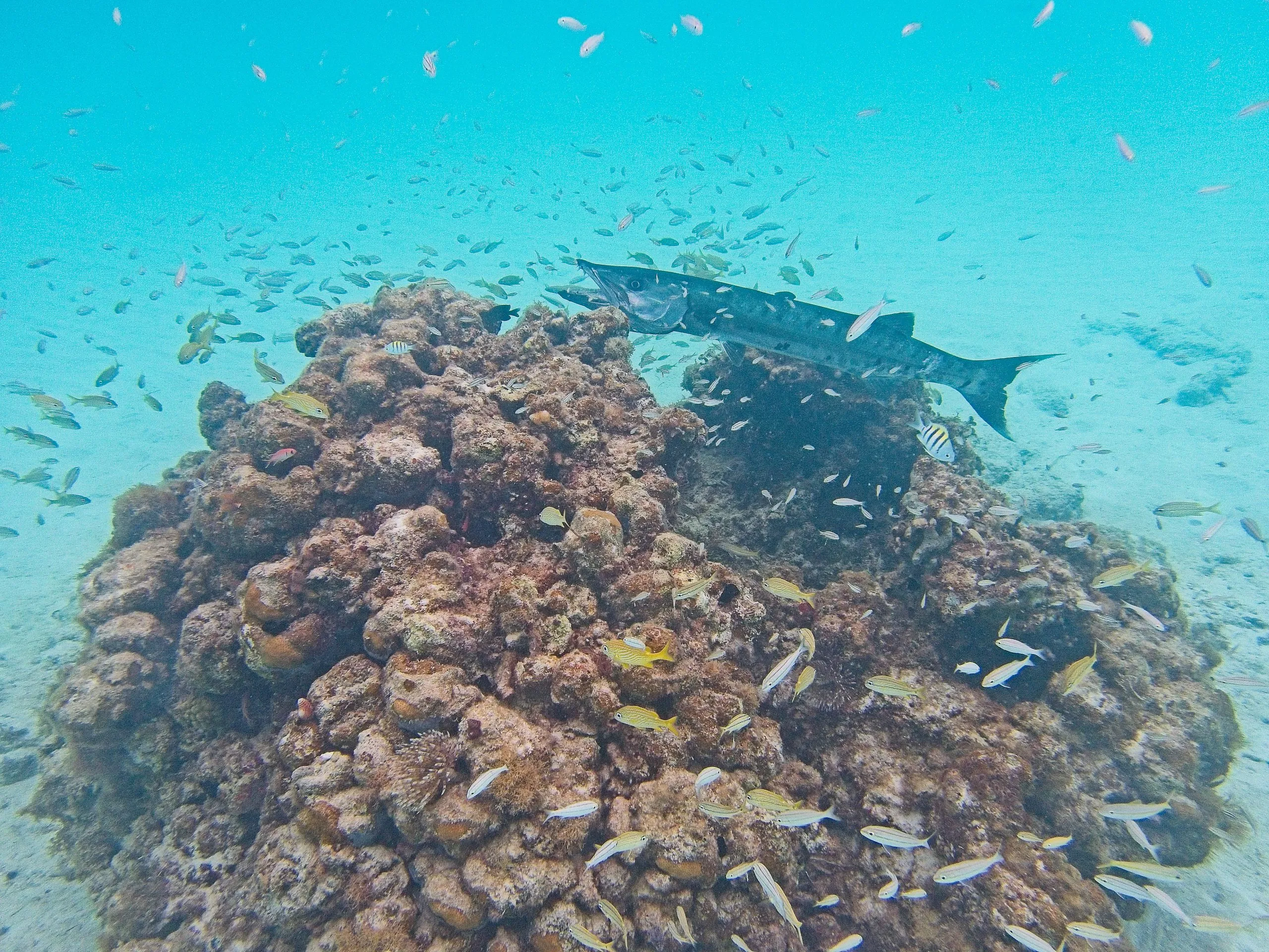 Great barracuda hovering over a coral head with schooling reef fish, Saint John, USVI.