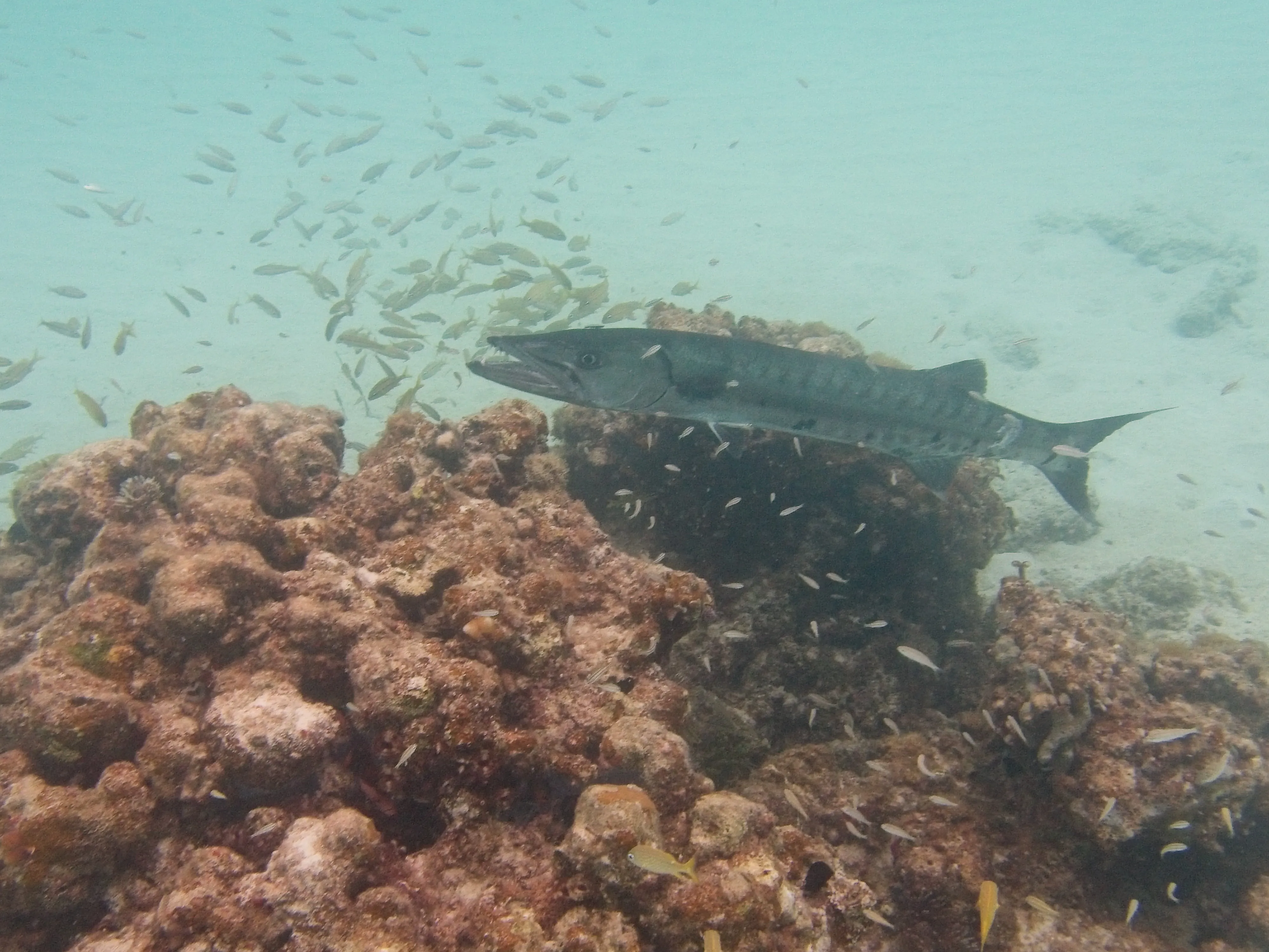 Great barracuda with mouth open above coral reef at Trunk Bay, Saint John.