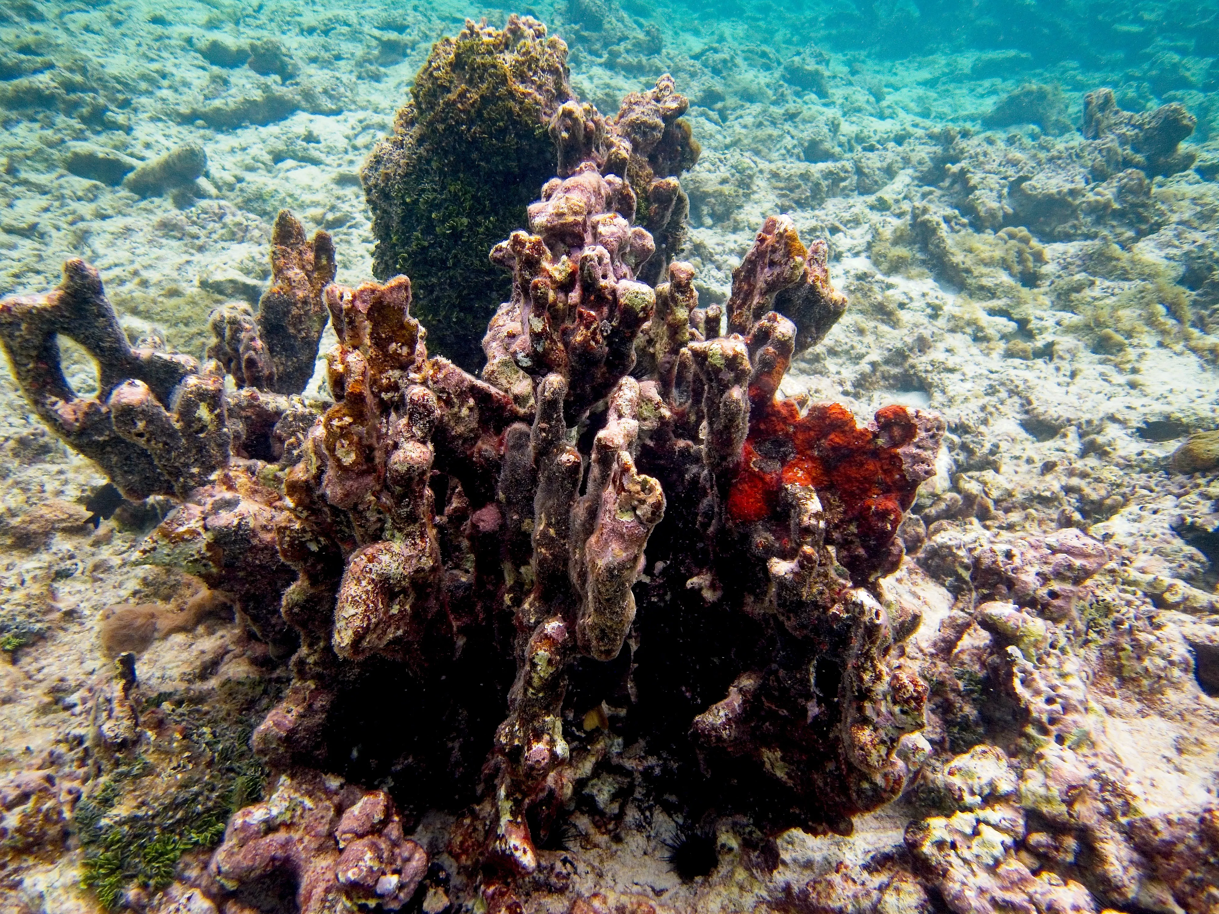 Finger coral cluster with red sponge on sandy reef at Hawksnest Bay, Saint John.