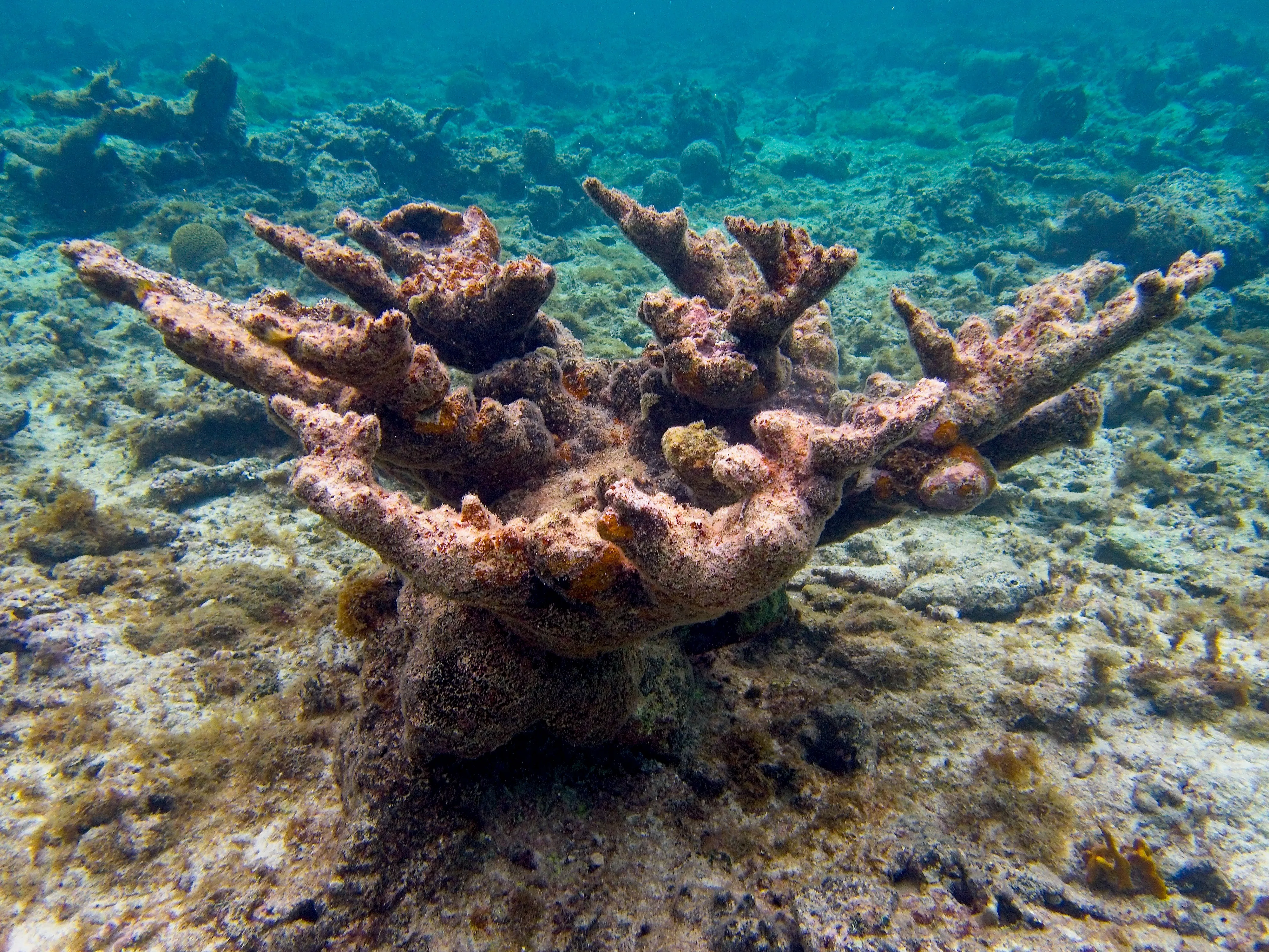 Large branching elkhorn coral on sandy seabed at Hawksnest Bay, Saint John.