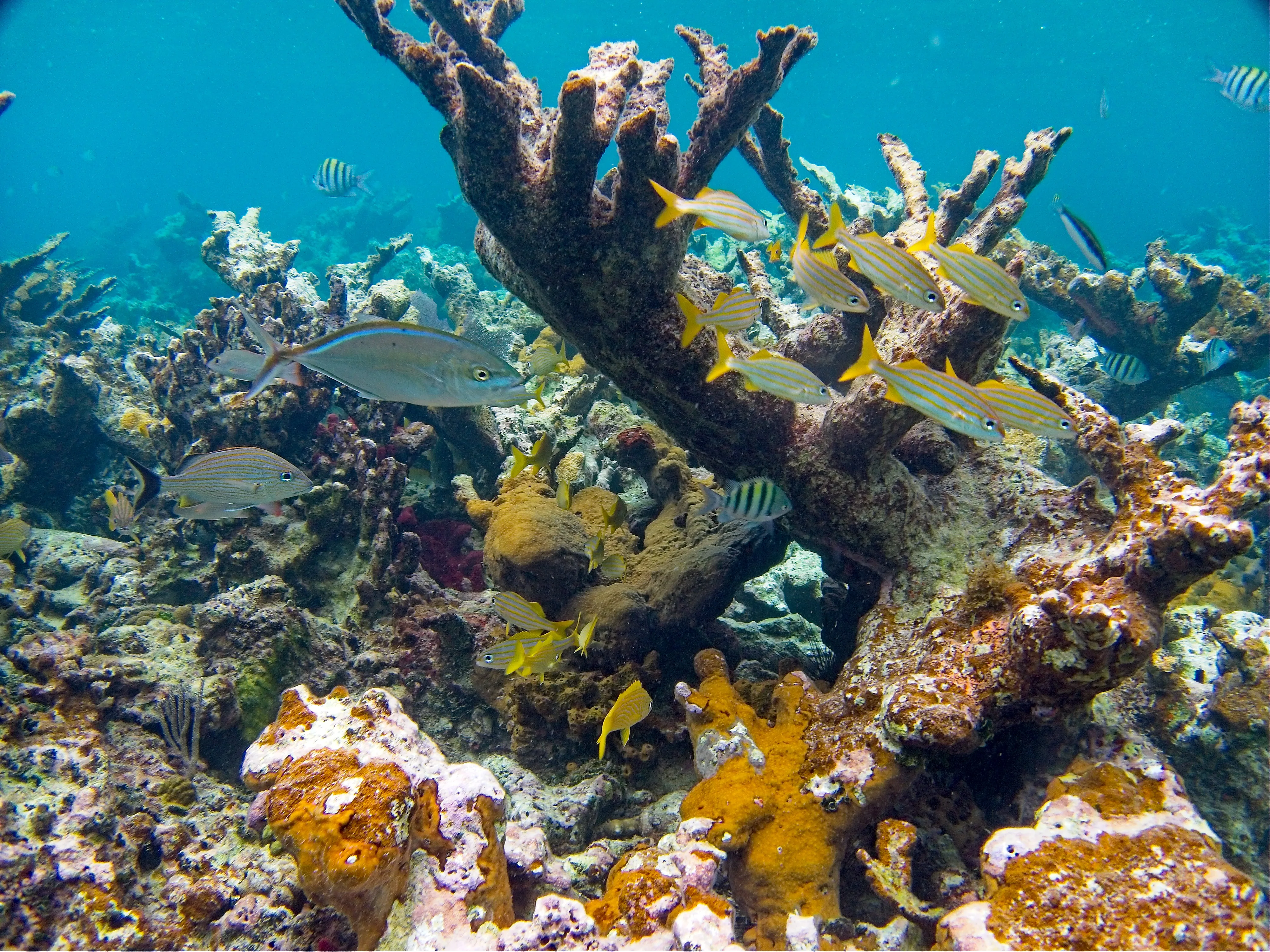 School of blue tangs over branching coral at Hawksnest Bay Beach, Saint John, USVI.