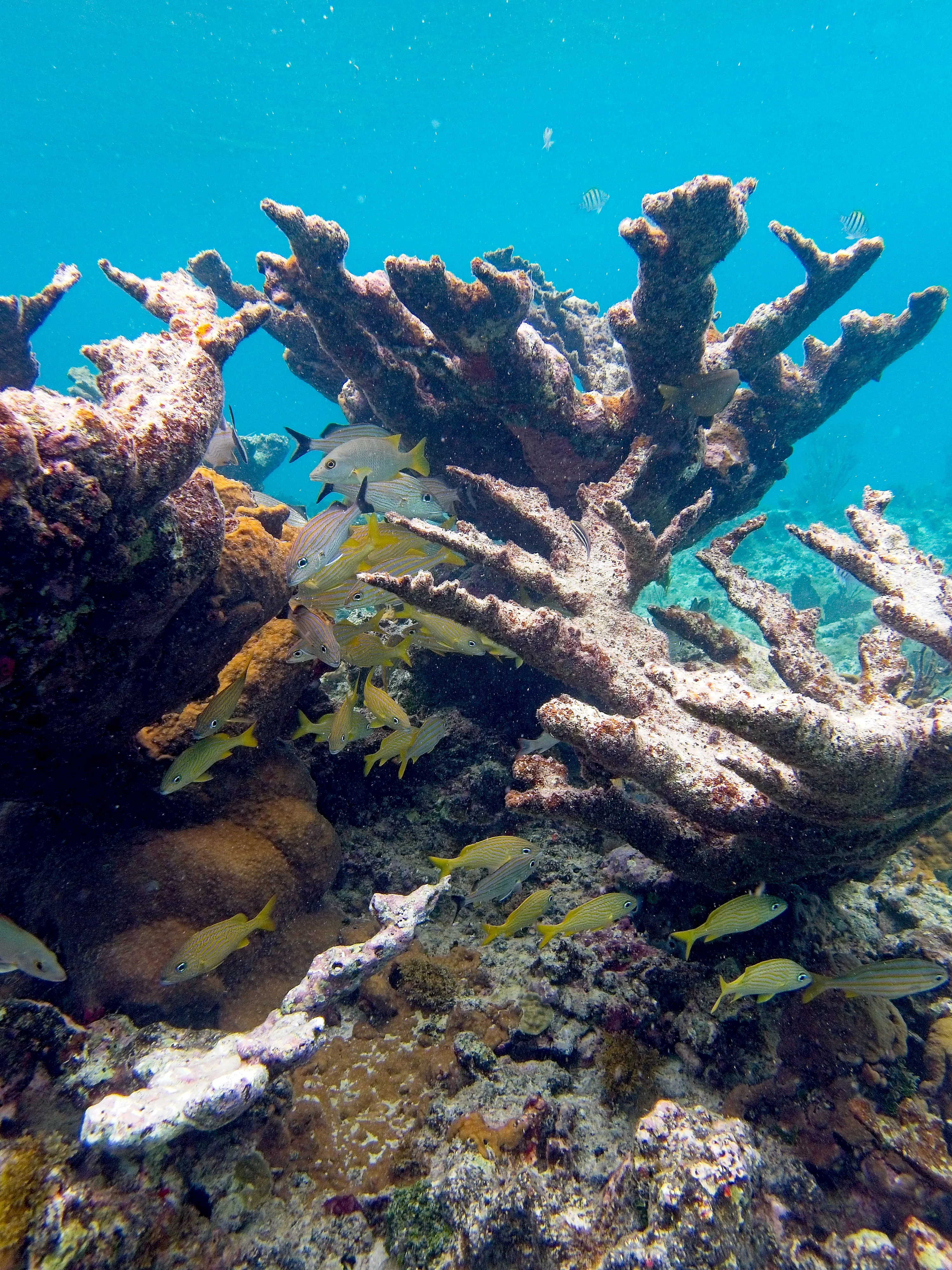 Elkhorn coral sheltering a school of yellow-striped grunts at Hawksnest Bay, Saint John.