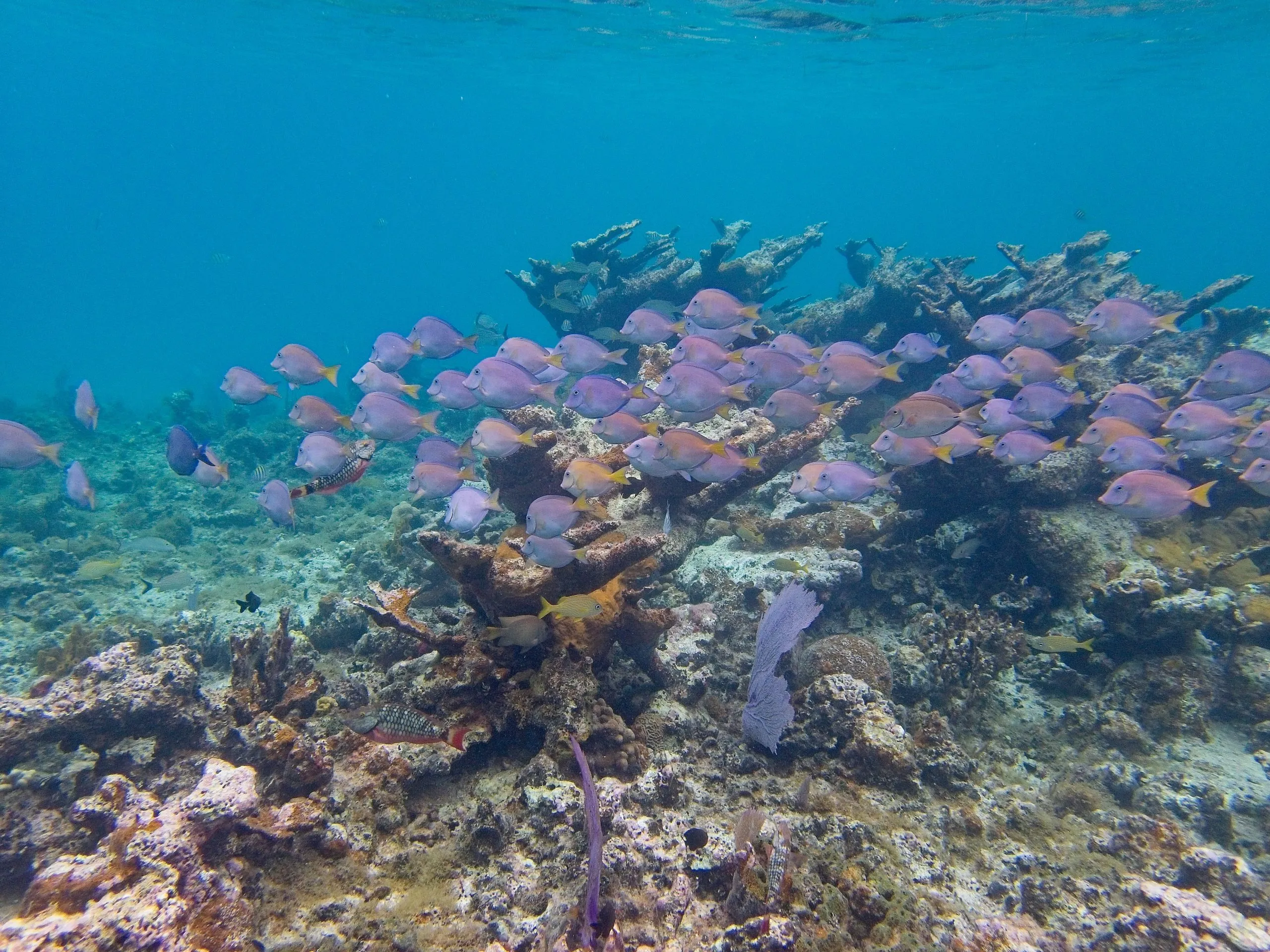 School of blue tangs over branching coral at Hawksnest Bay Beach, Saint John, USVI.