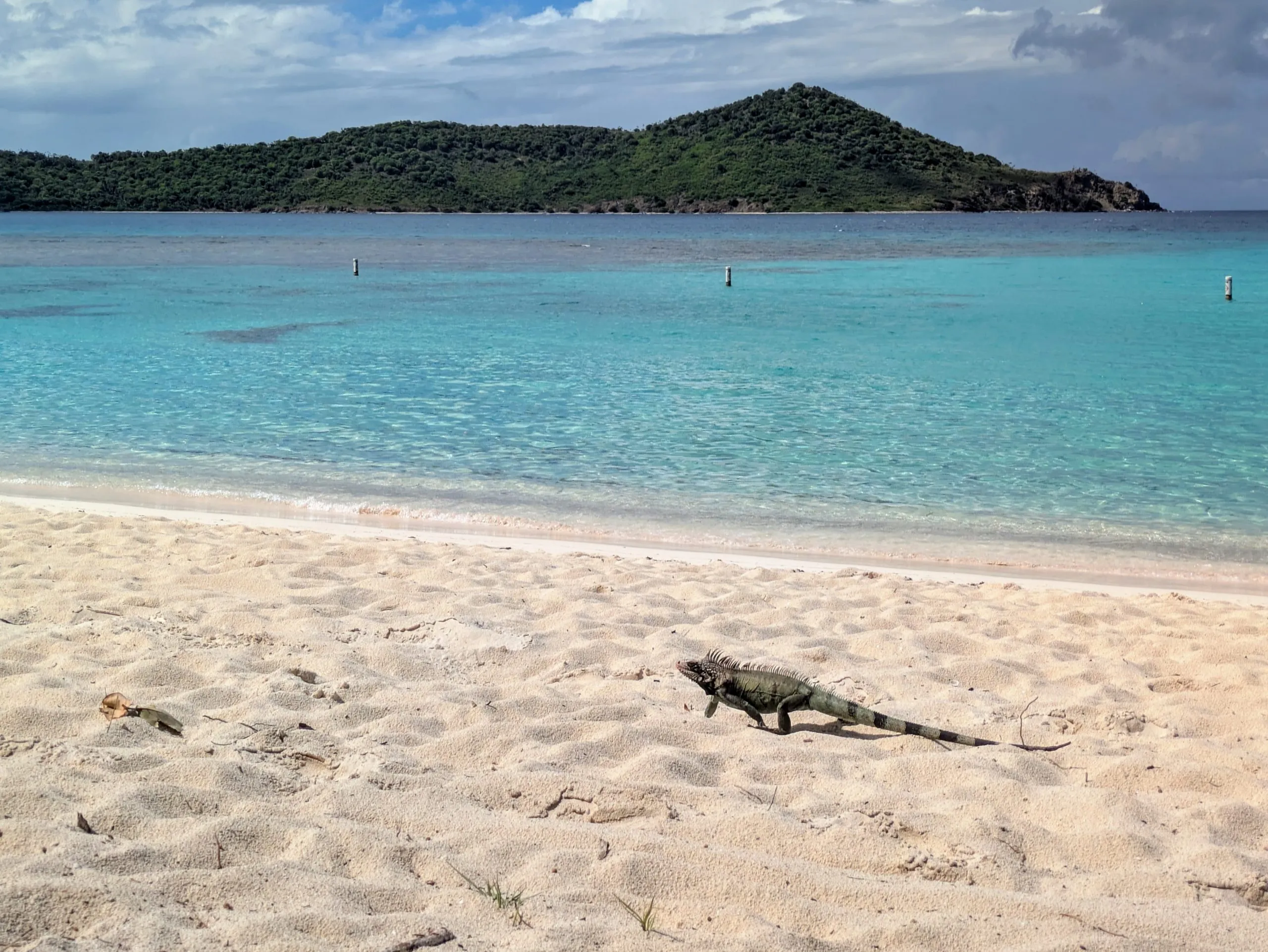 Green iguana walking across sandy beach at Lindquist Beach, Saint Thomas.