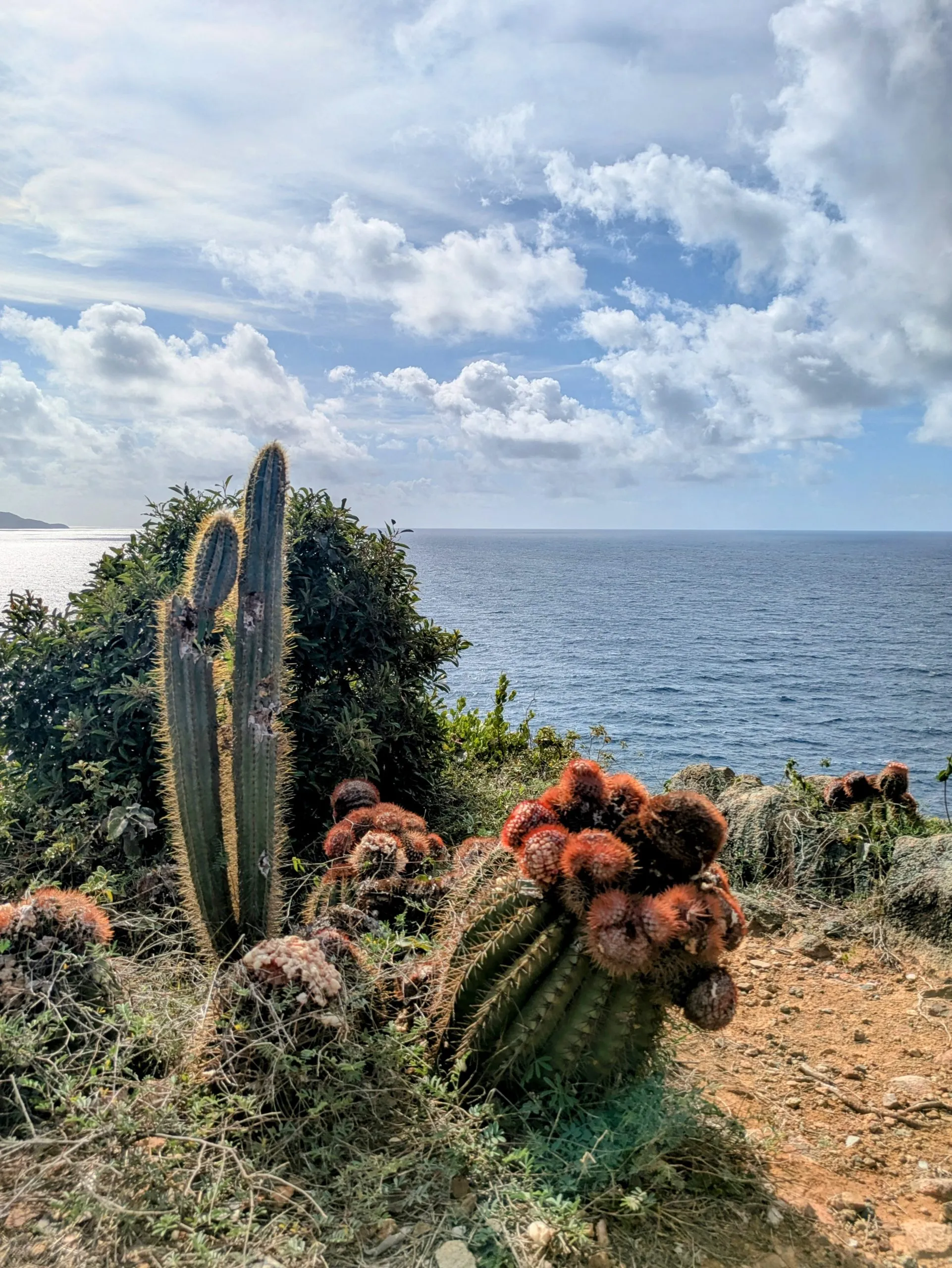 Cacti and desert scrub overlooking the ocean from Ram Head Trail, Saint John, USVI.